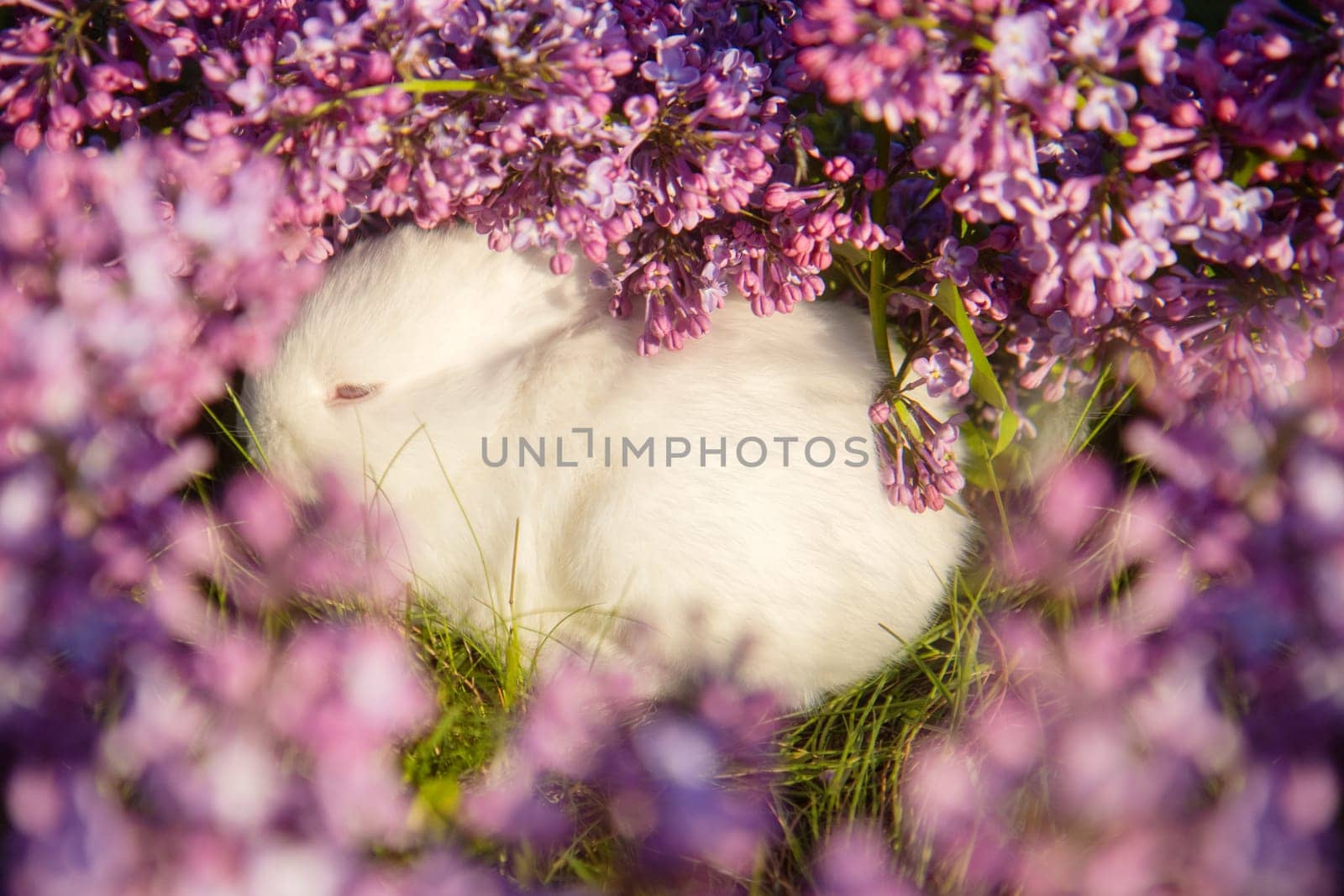 white fluffy rabbit sleeps surrounded by lilac flowers , holidays, spring, colorful