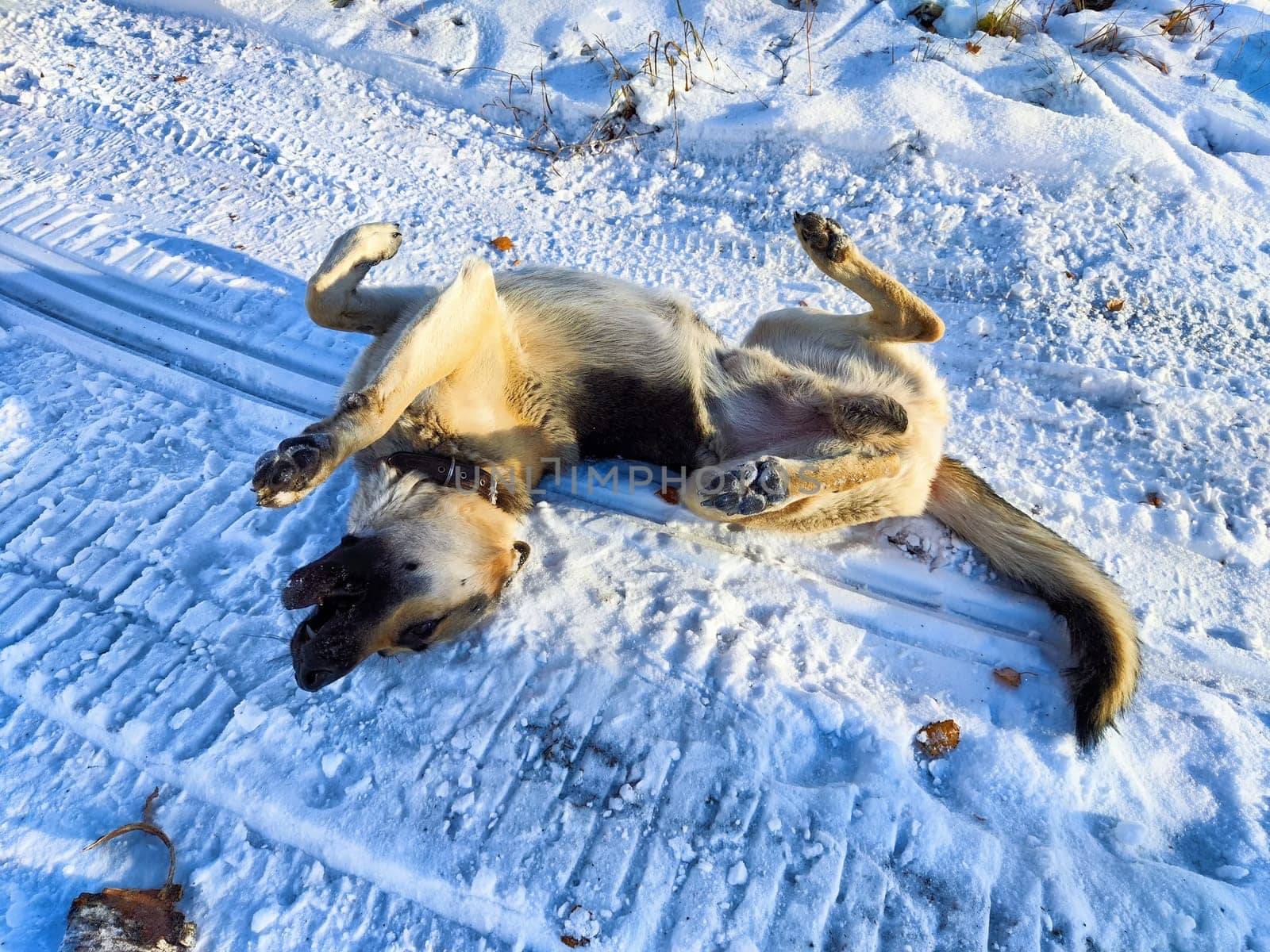 A German Shepherd is playfully rolling in the snow in a serene outdoor setting, fully immersed in winter joy and exploration.