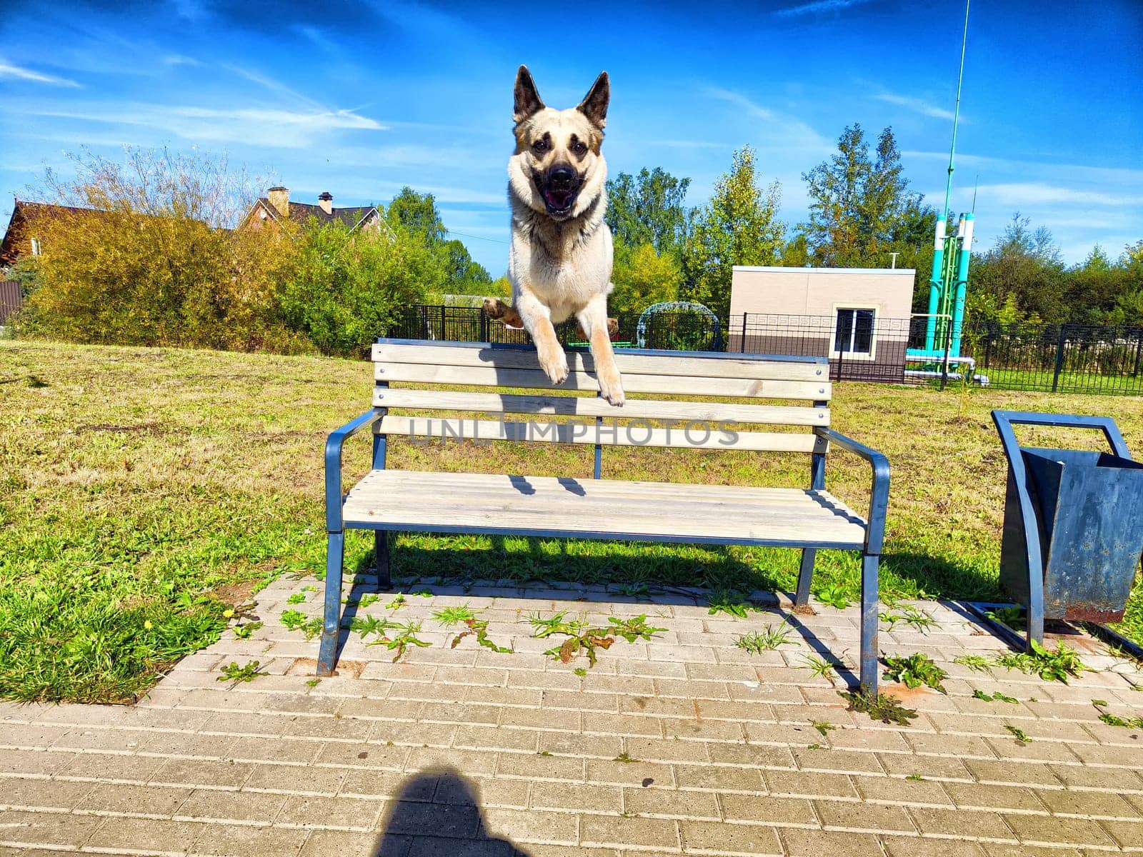 A German Shepherd joyfully jumps off a wooden bench in a sunny park, showcasing its energy and playfulness.