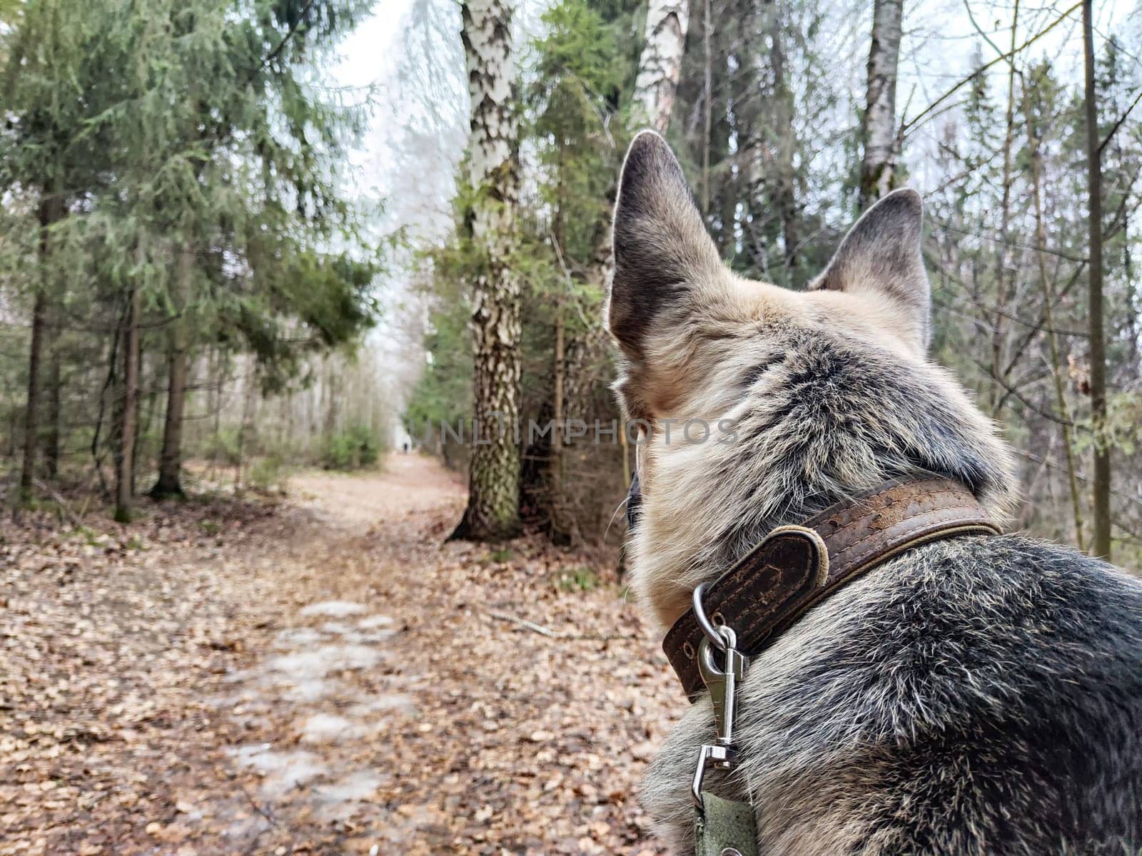 Dog German Shepherd in winter day, white snow and tree around. Waiting eastern European dog veo in park or forest