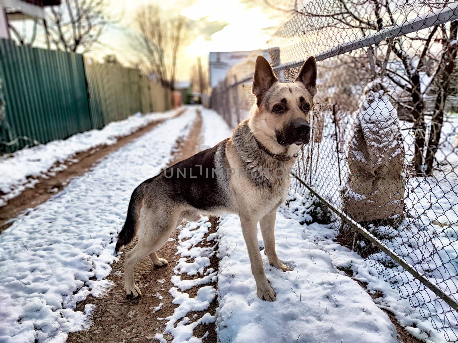 Dog German Shepherd in winter day, white snow and tree around. Waiting eastern European dog veo in park or forest