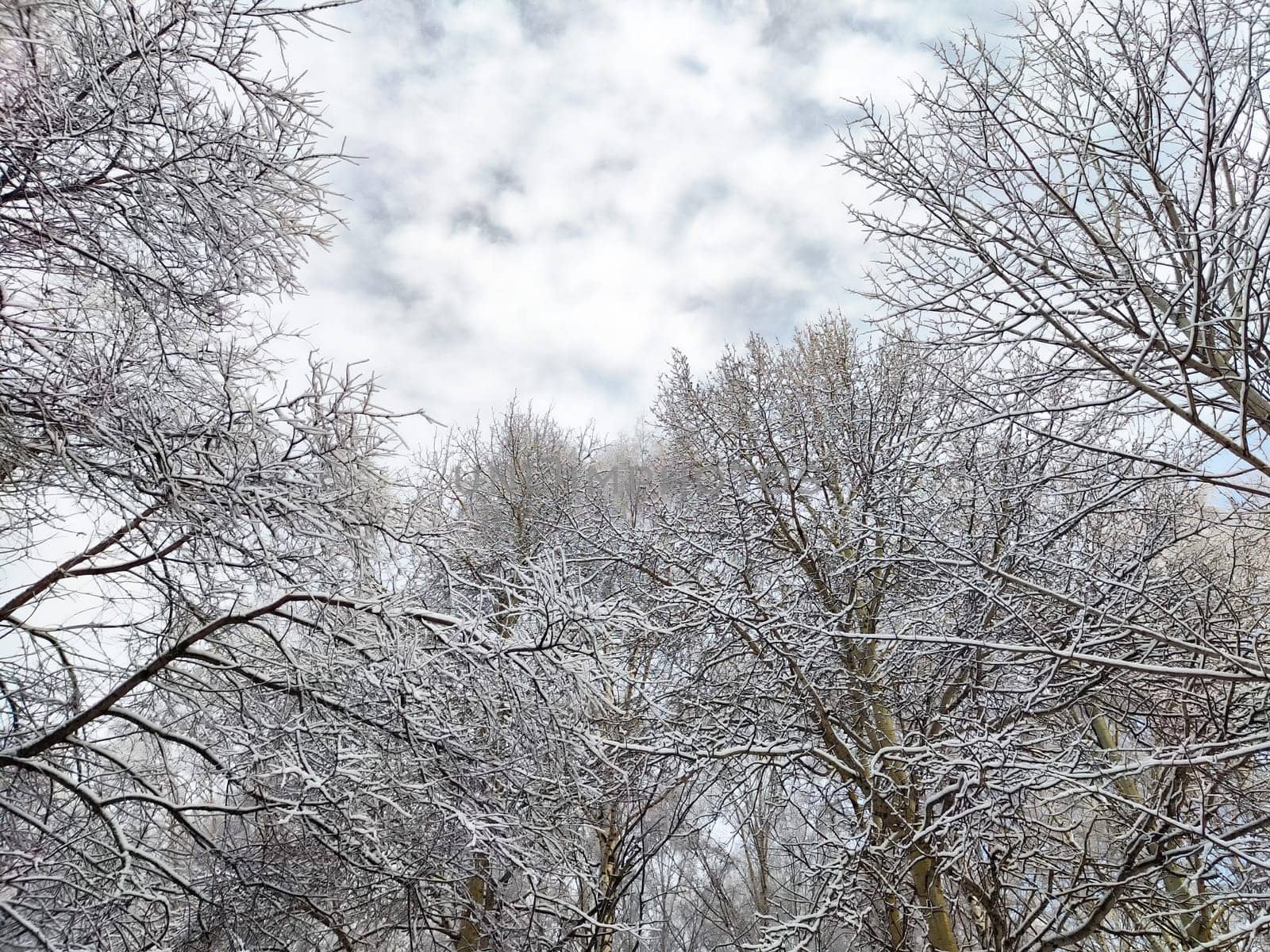 A serene winter afternoon features trees clad in snow against a backdrop of grey clouds, creating a tranquil atmosphere.