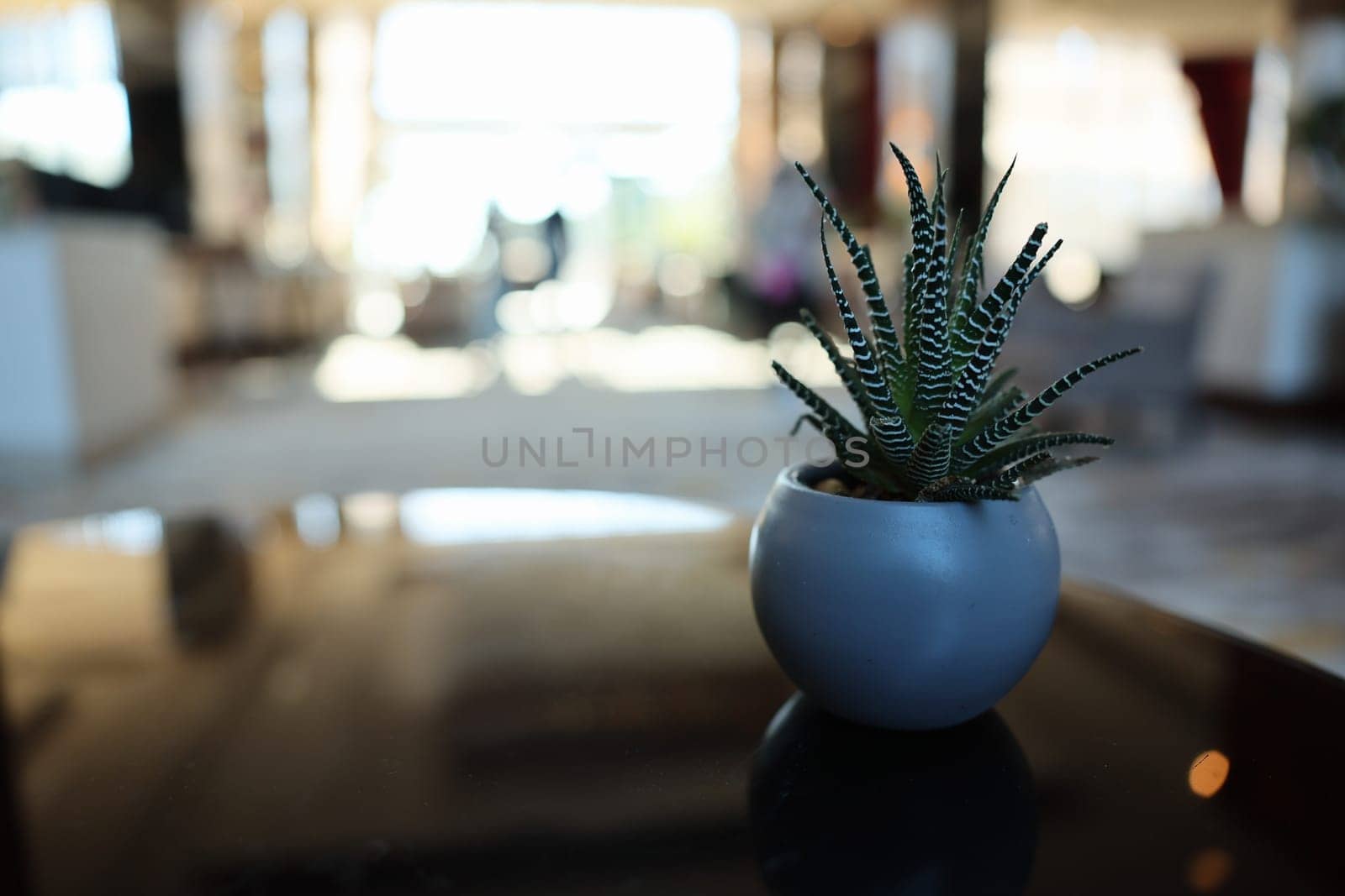 A stylish succulent in a sleek pot enhances the ambiance of a contemporary living space beautifully