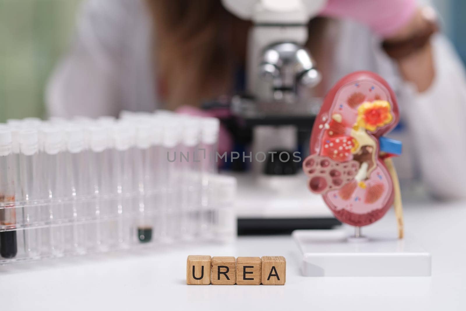 Conducting a detailed exploration of kidney function and urea production using a microscope and a model setup