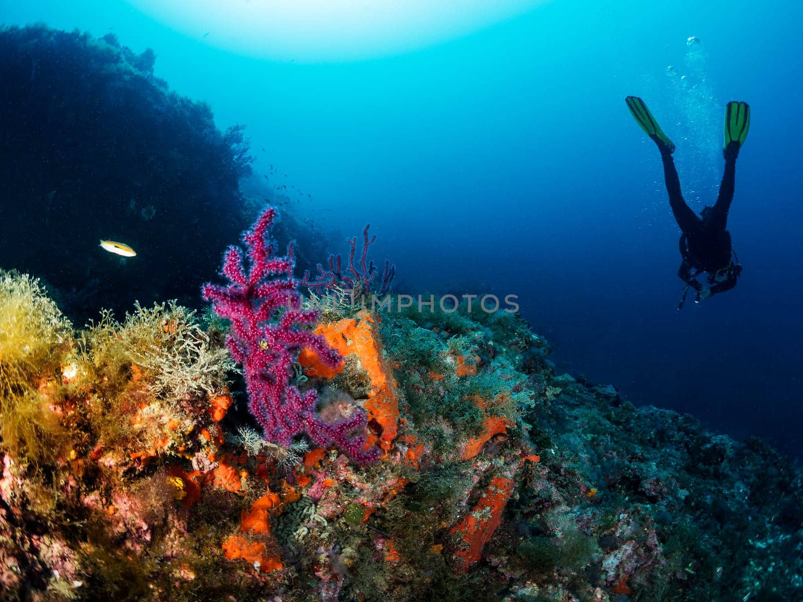unrecognizable scuba diver in wetsuit diving near of rocky formation with surface covered with seaweed and colorful coral in deep blue sea with clear water, concept of nature and underwater adventure