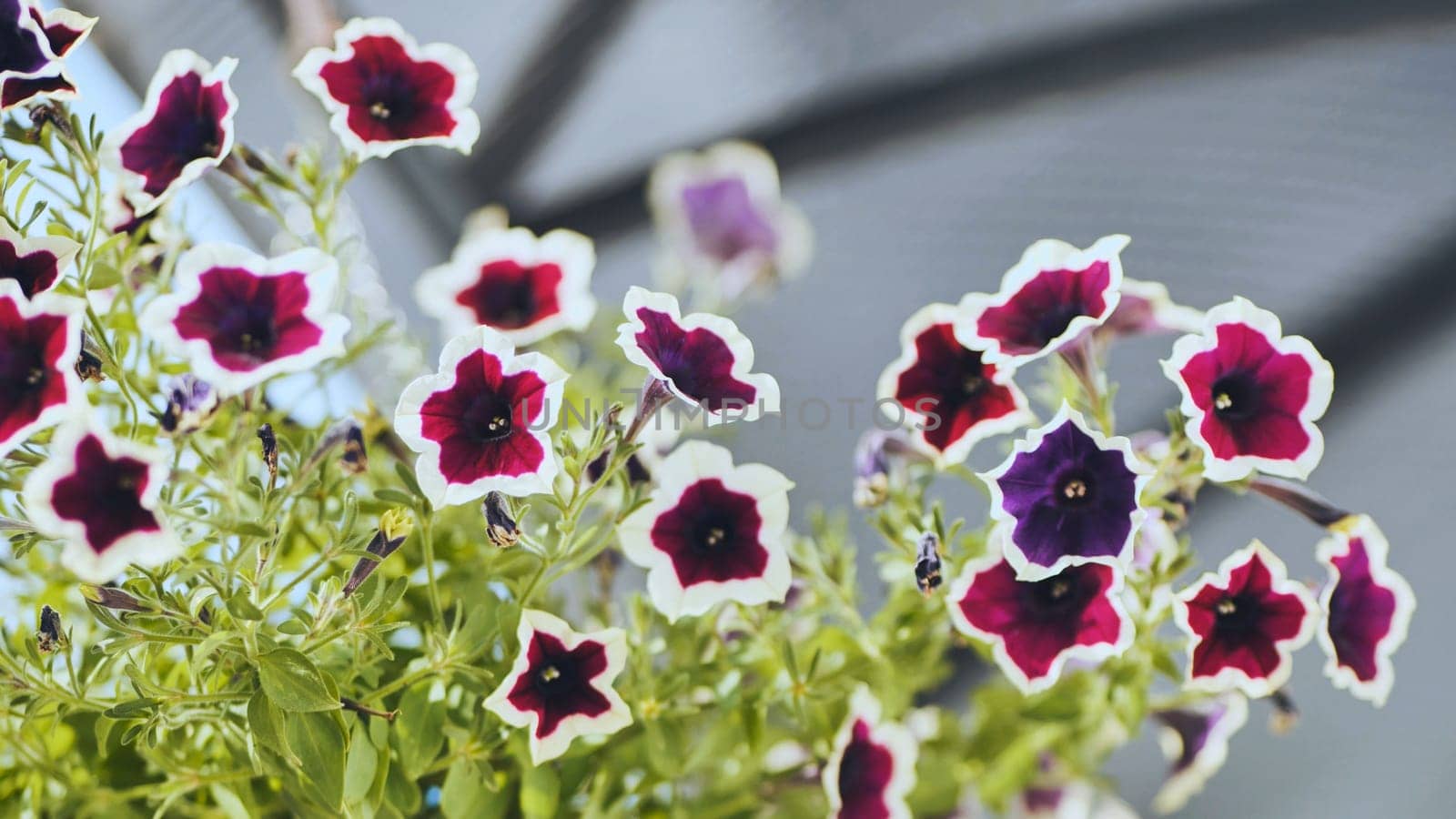 Beautiful petunia flowers with deep red and white petals thriving in a garden, creating a vibrant scene for family day