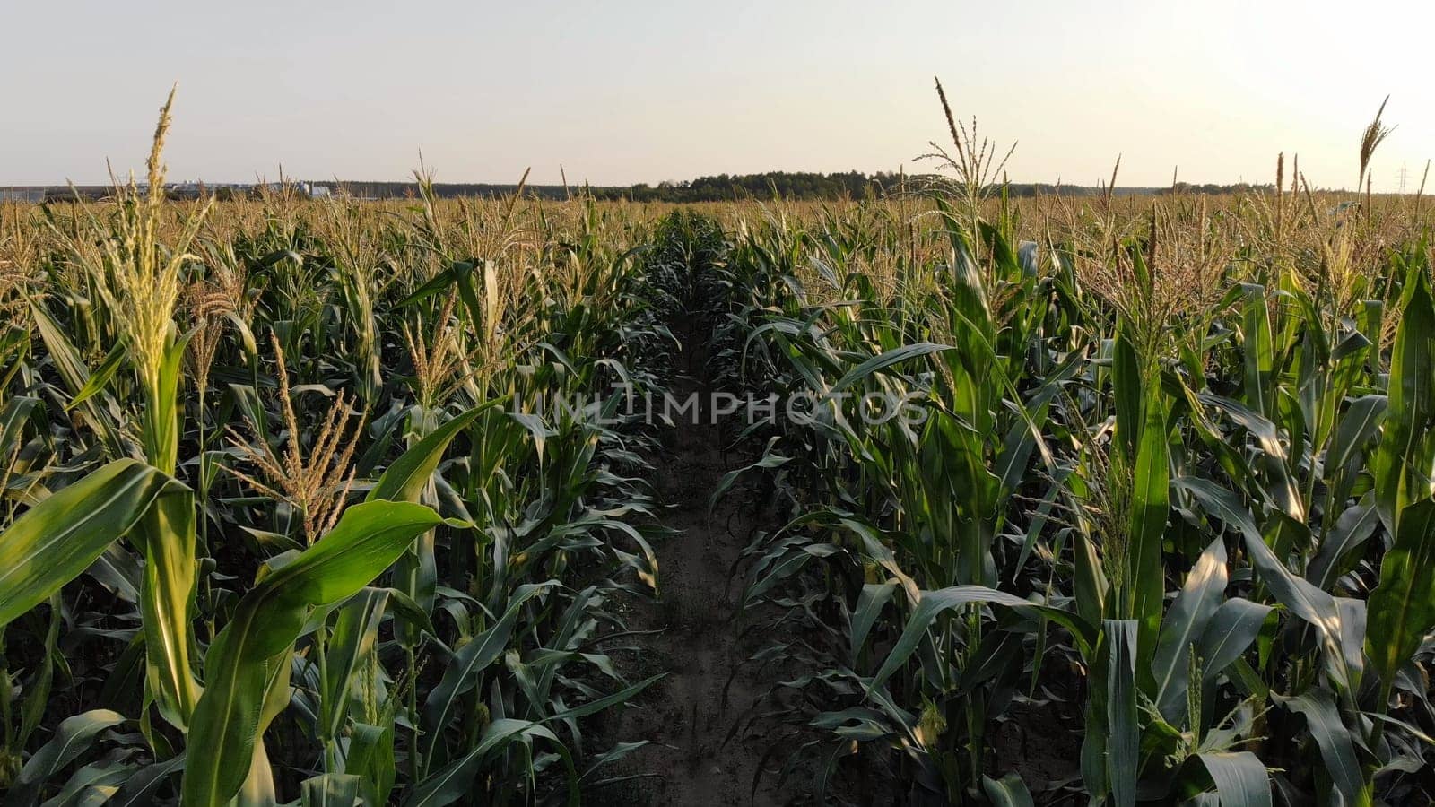 Corn young field. Seedlings planted in a row