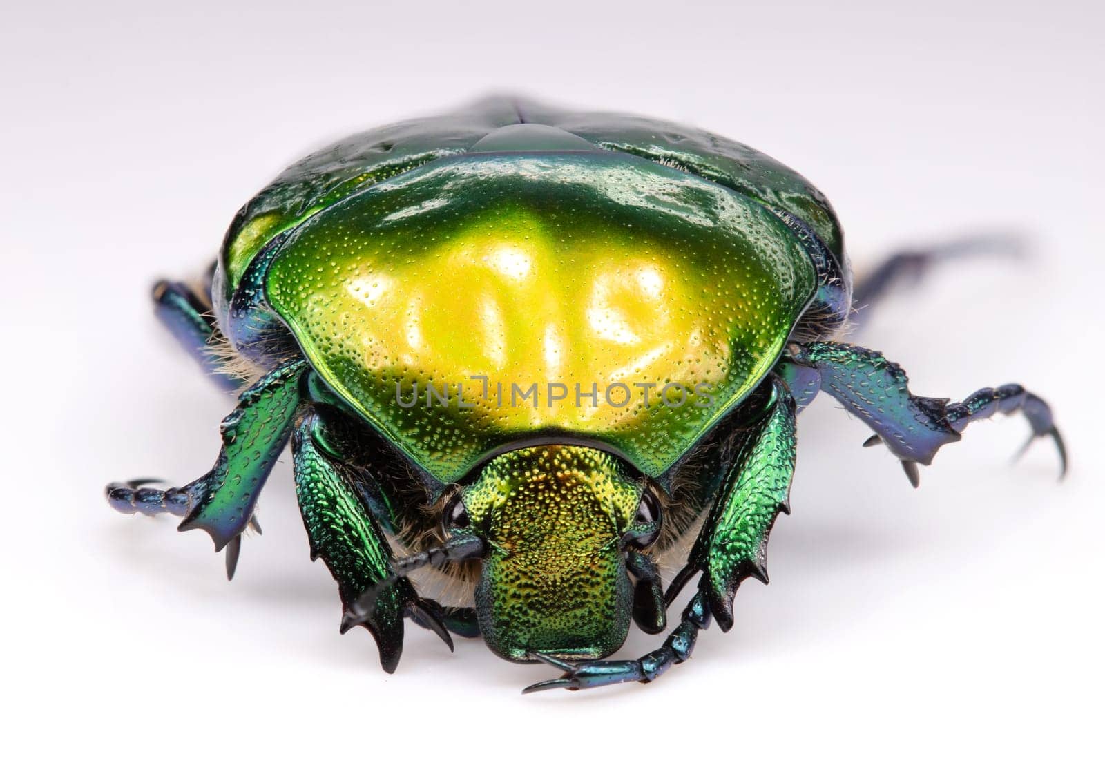 A captivating closeup photo of a vibrant green beetle, showcasing its iridescent shell and unique features