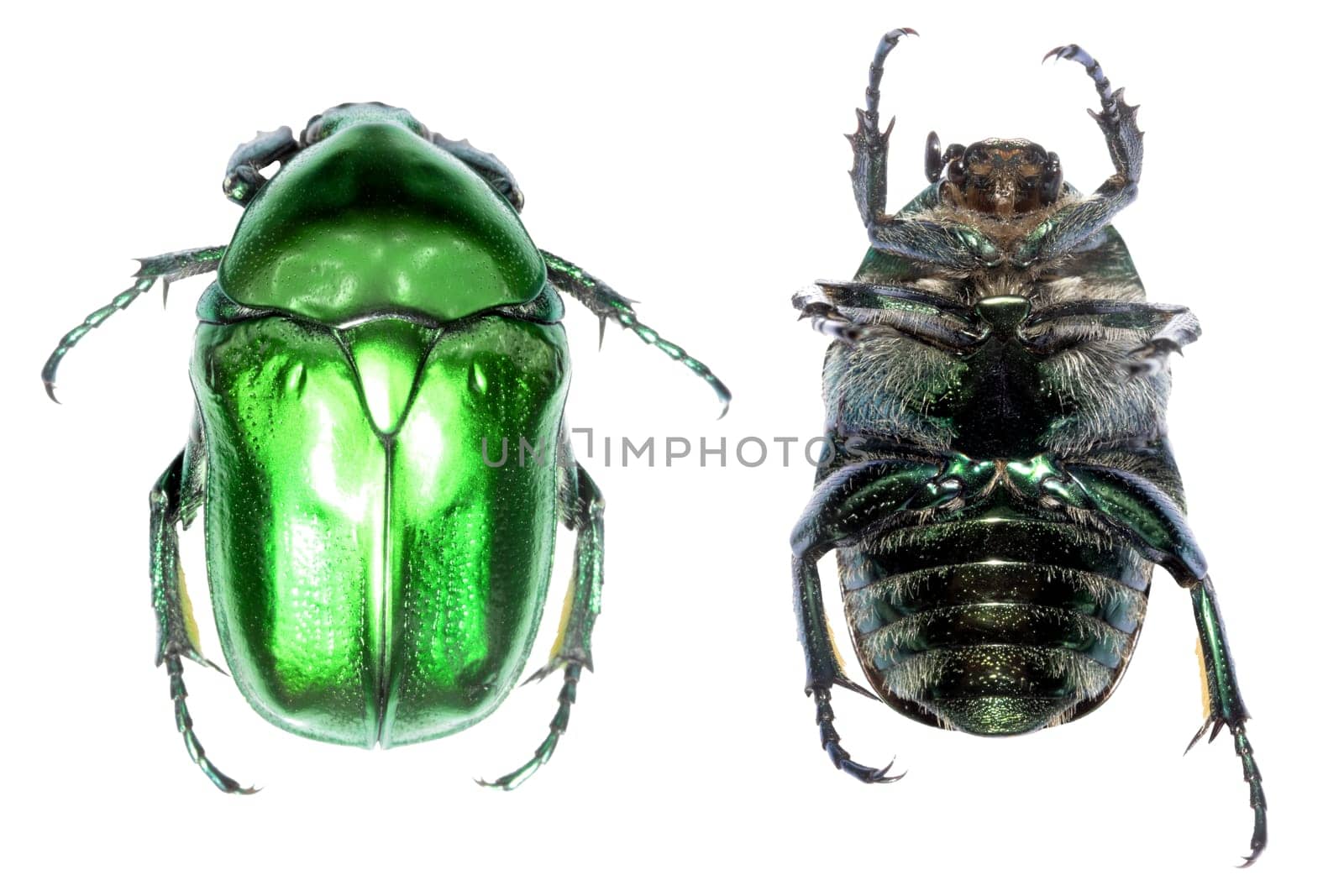 An image beautifully showcasing a vibrant green beetle placed alongside a dark, textured counterpart beetle