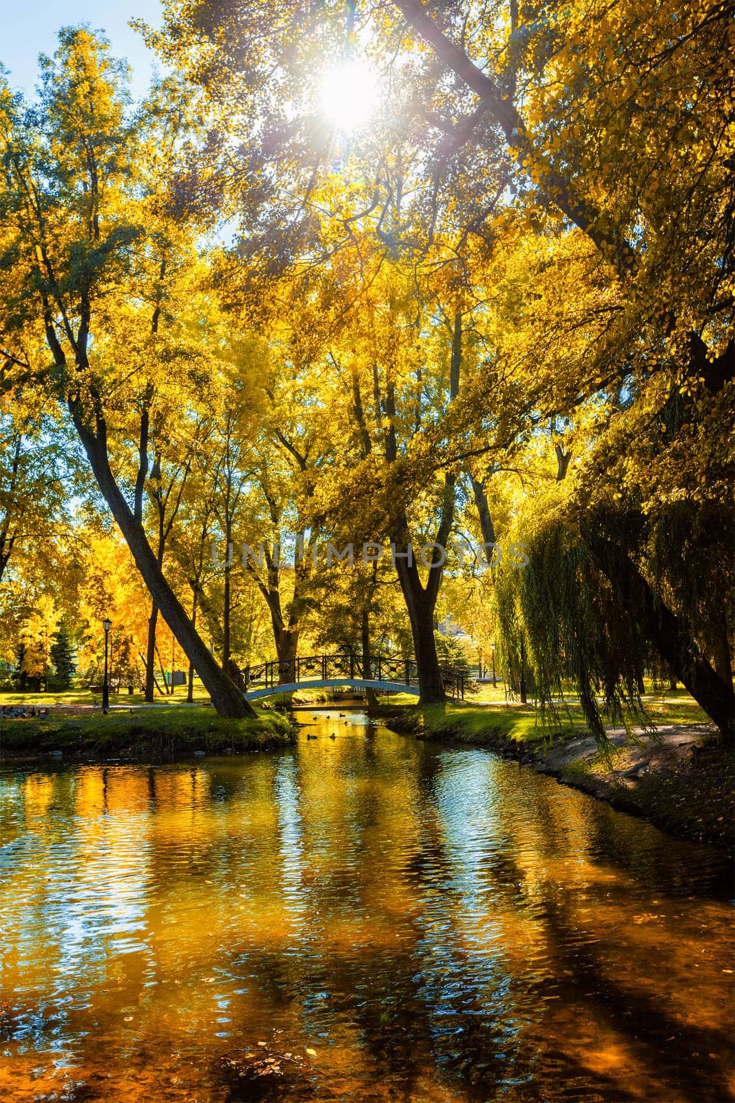 Autumn colors - fall in park with yellow leaves foliage trees reflecting in river water