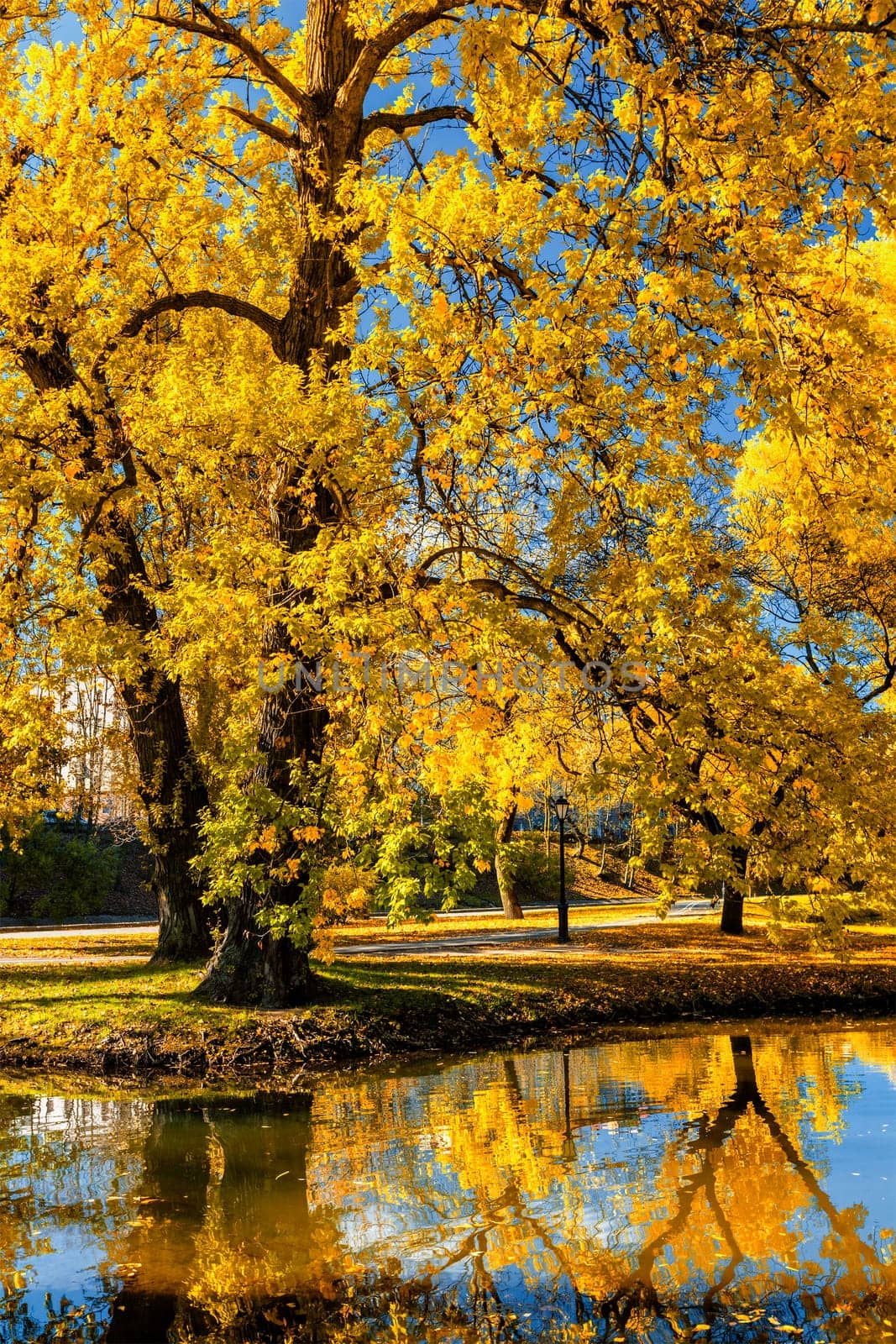 Autumn colors - fall in park with yellow leaves foliage trees reflecting in river water