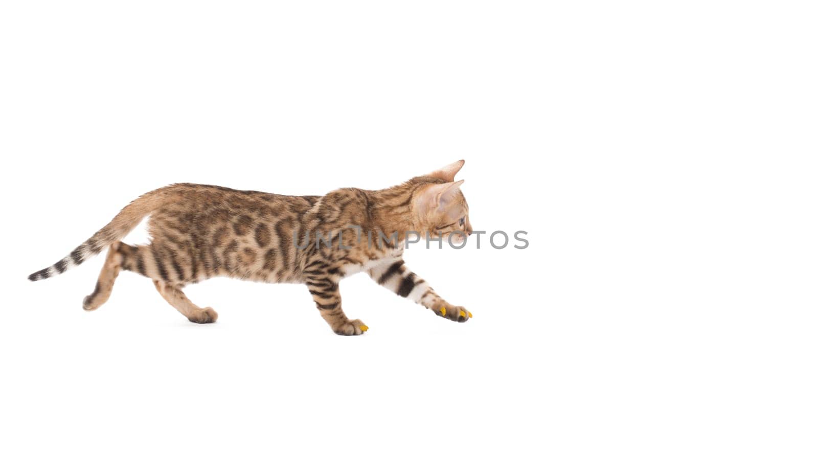 Image of amusing Bengal kitten, isolated on white background