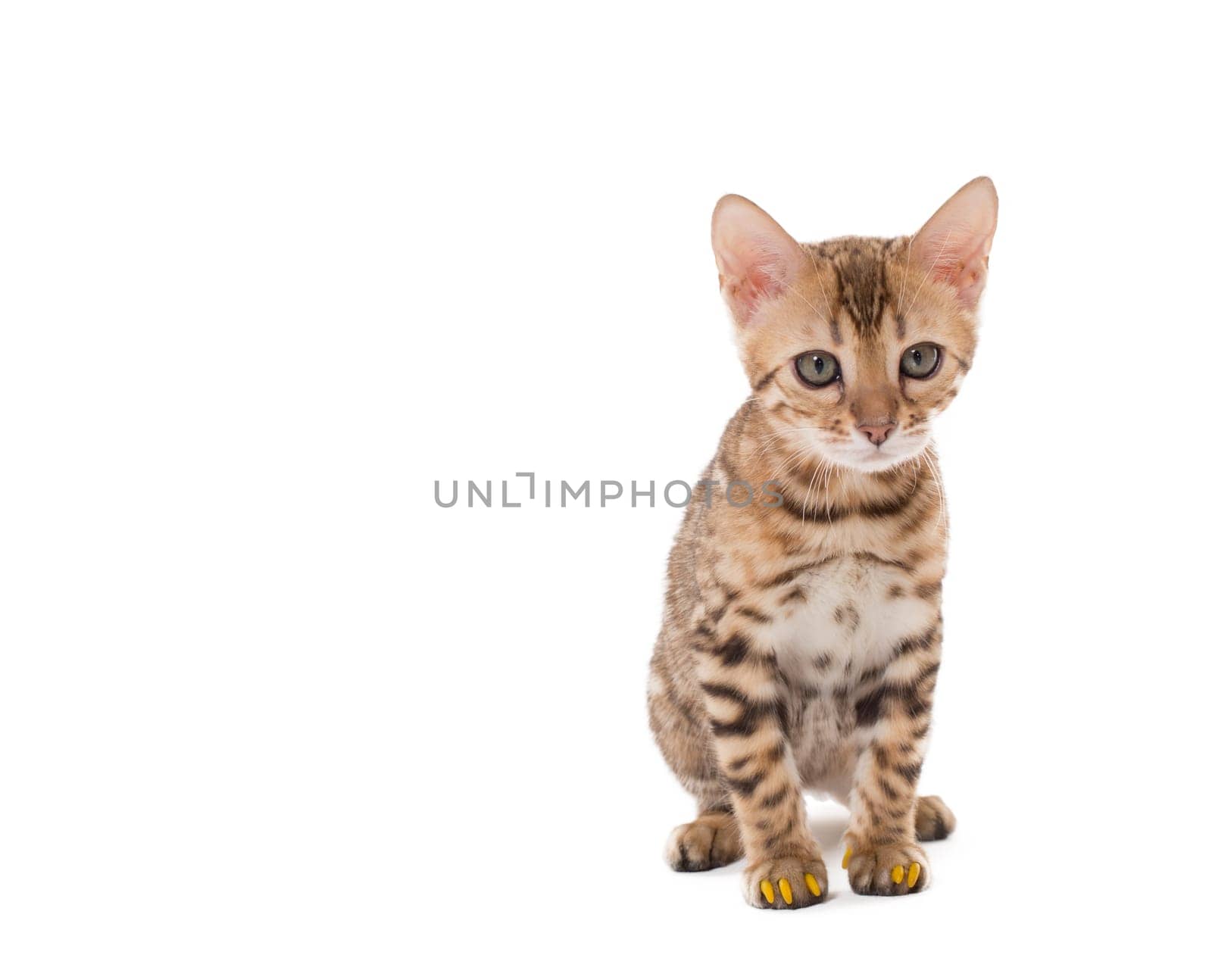 Image of Bengal cat with yellow claws caps, isolated on white on white backdrop