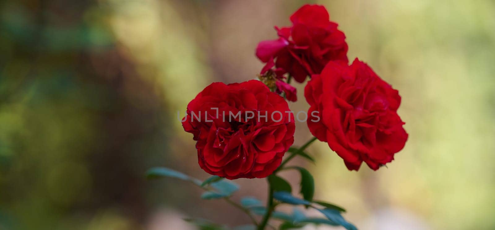 Red blooming roses in the garden, close up
