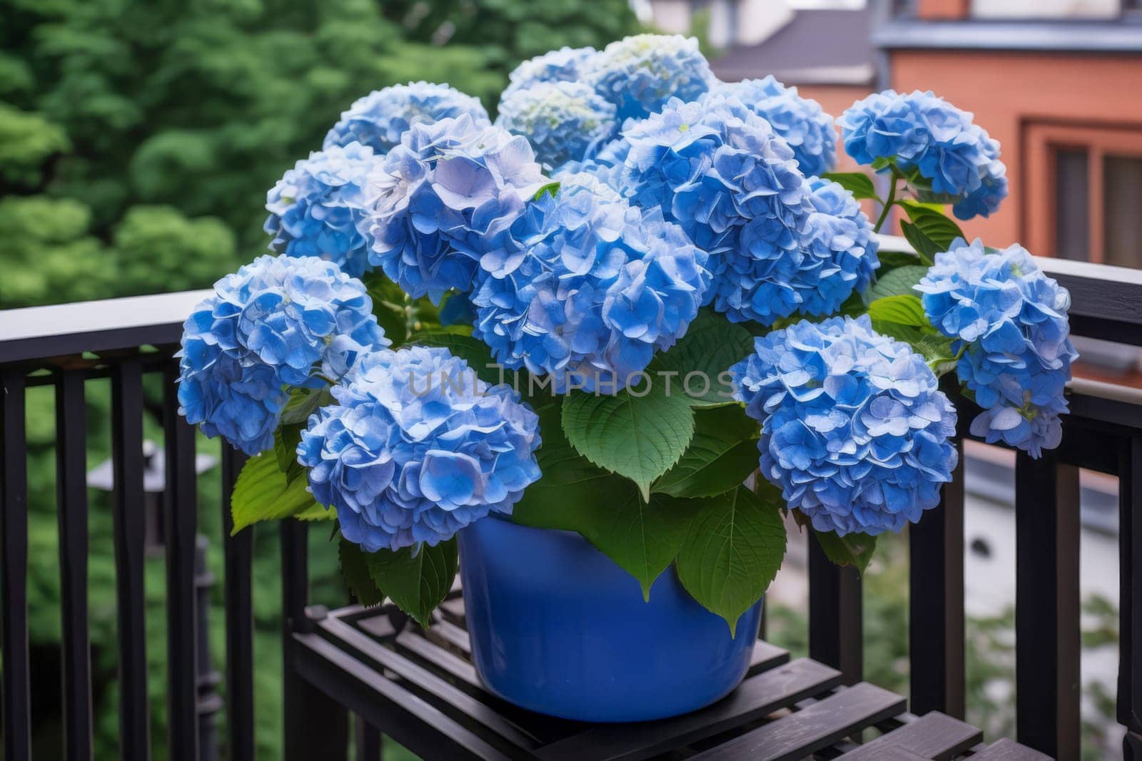Blue hydrangea in a blue ceramic pot on the balcony