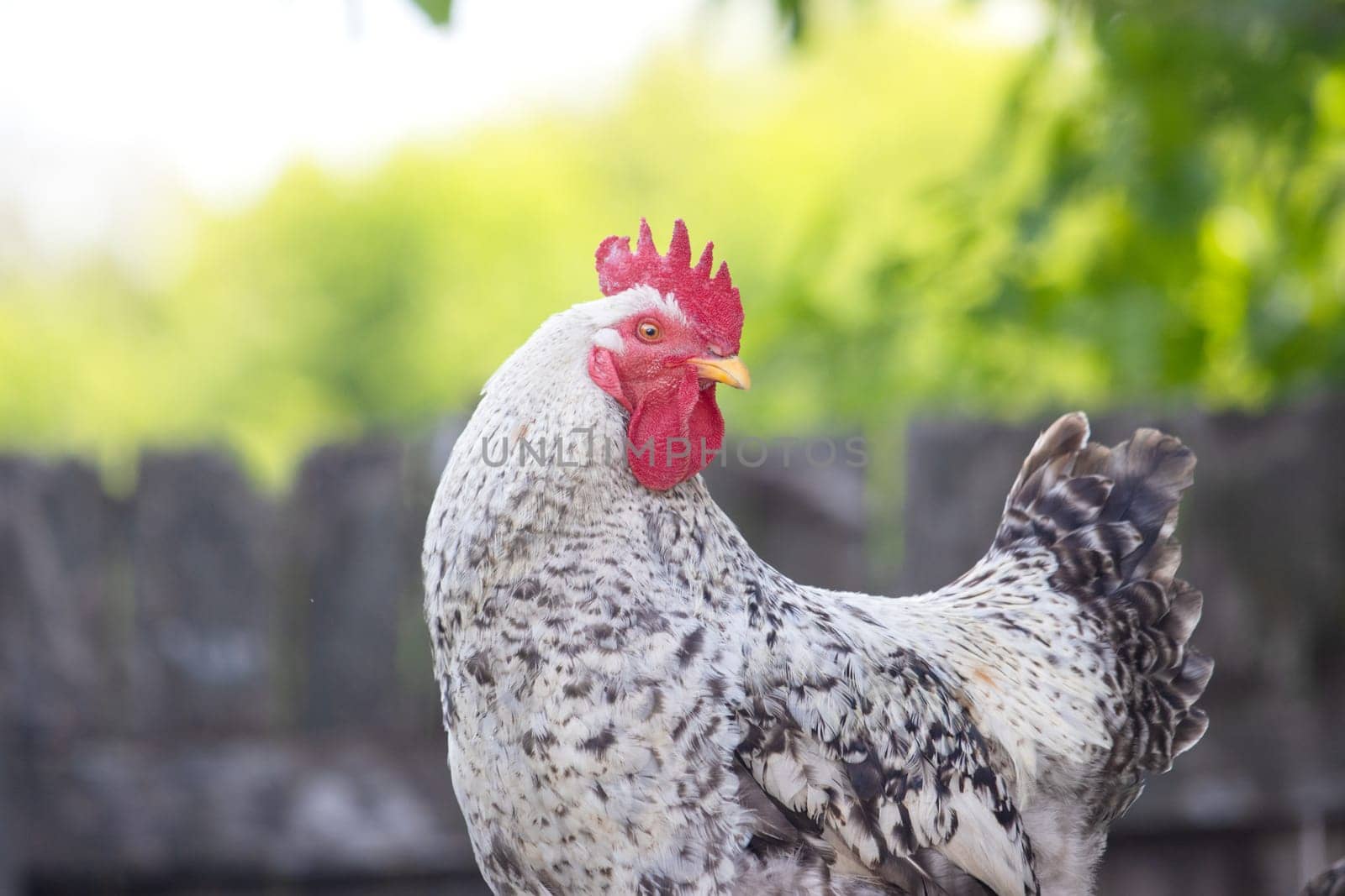 beautiful proud rooster crows cock-a-doodle-doo on a spring morning , farm