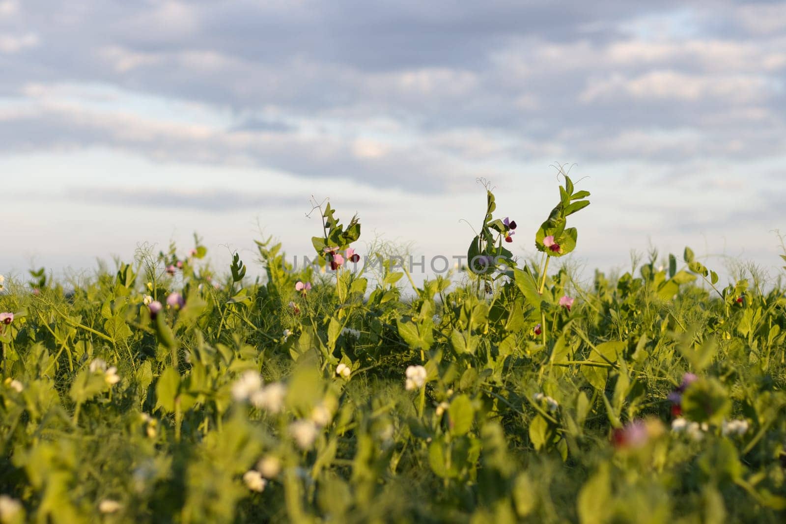 pea flowers in a spring field , farm
