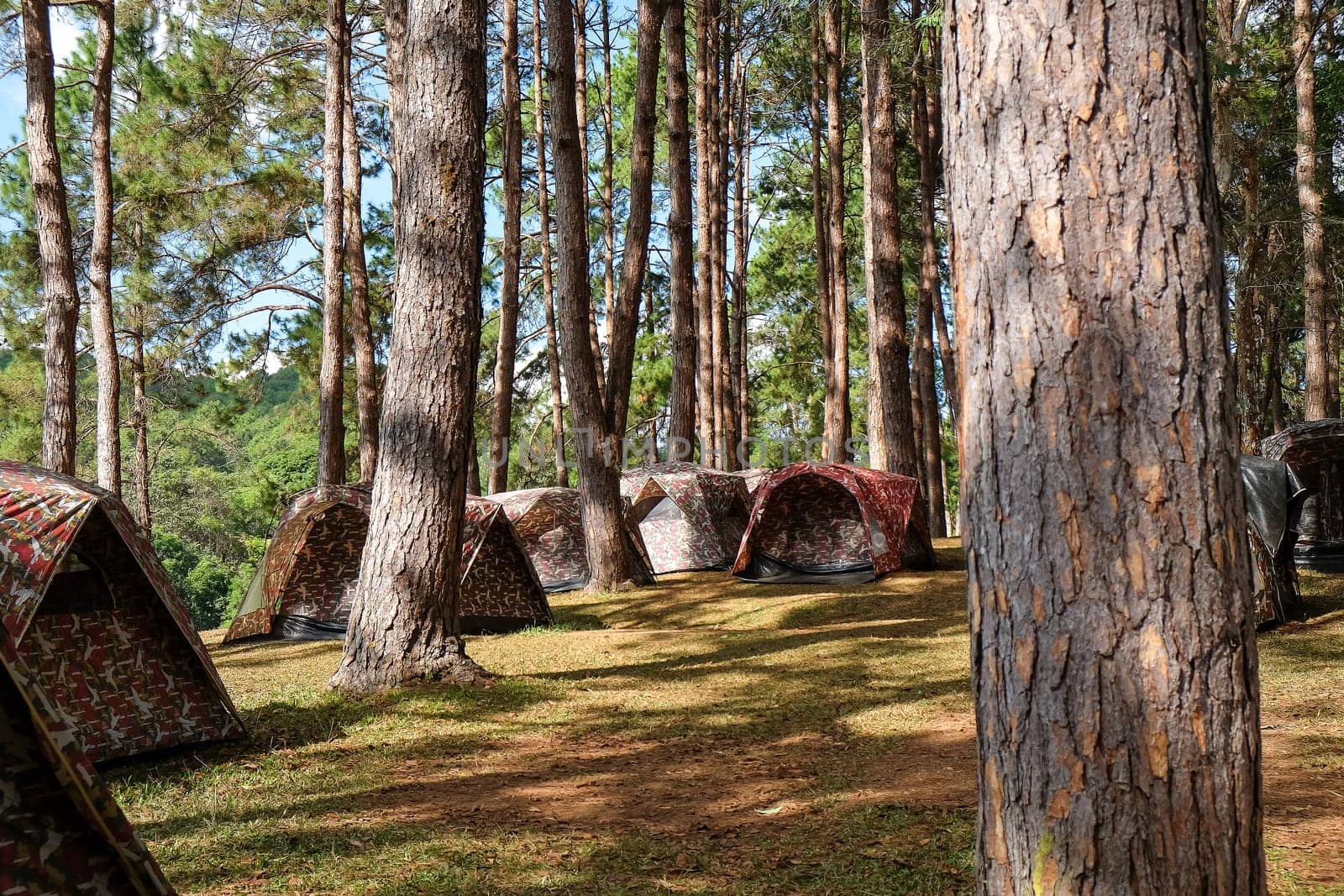 Camping tent in the pine forest at Pang Tong Under Royal Forest Park ( Pang ung ) at Mae Hong Son Province,Thailand. Pang Ung is a popular place to stay in a camping in the winter.