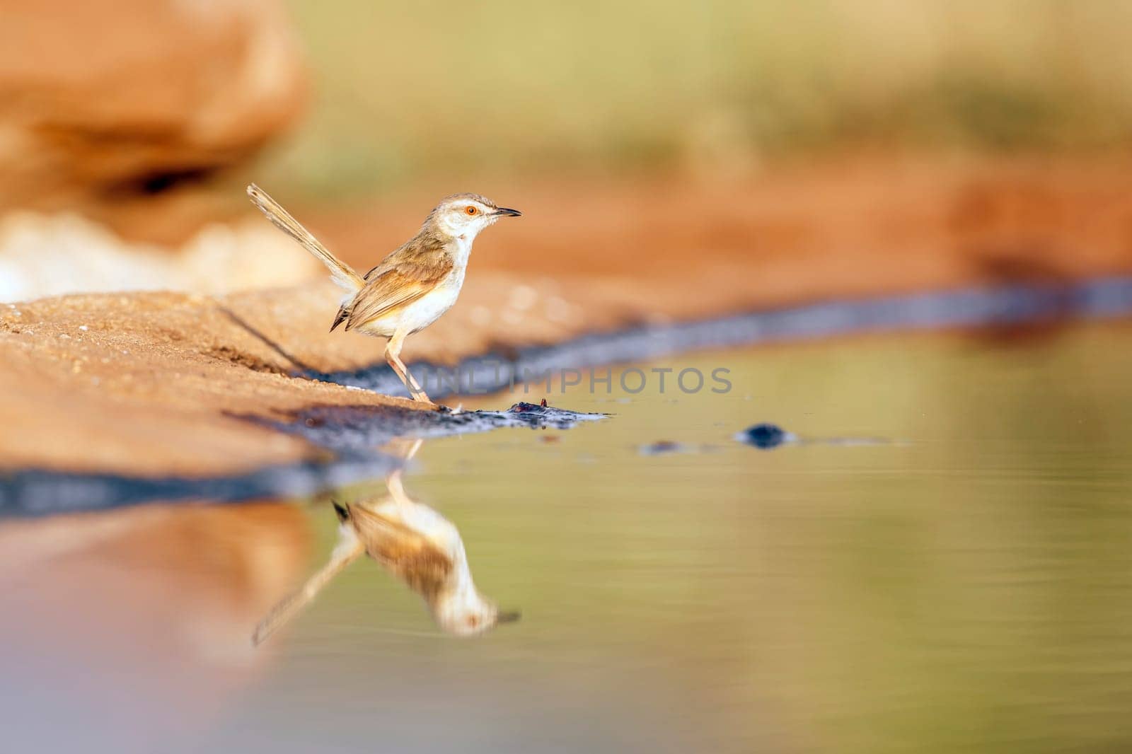 Black chested Prinia in Greater Kruger National park, South Africa ; Specie Prinia flavicans family of Cisticolidae