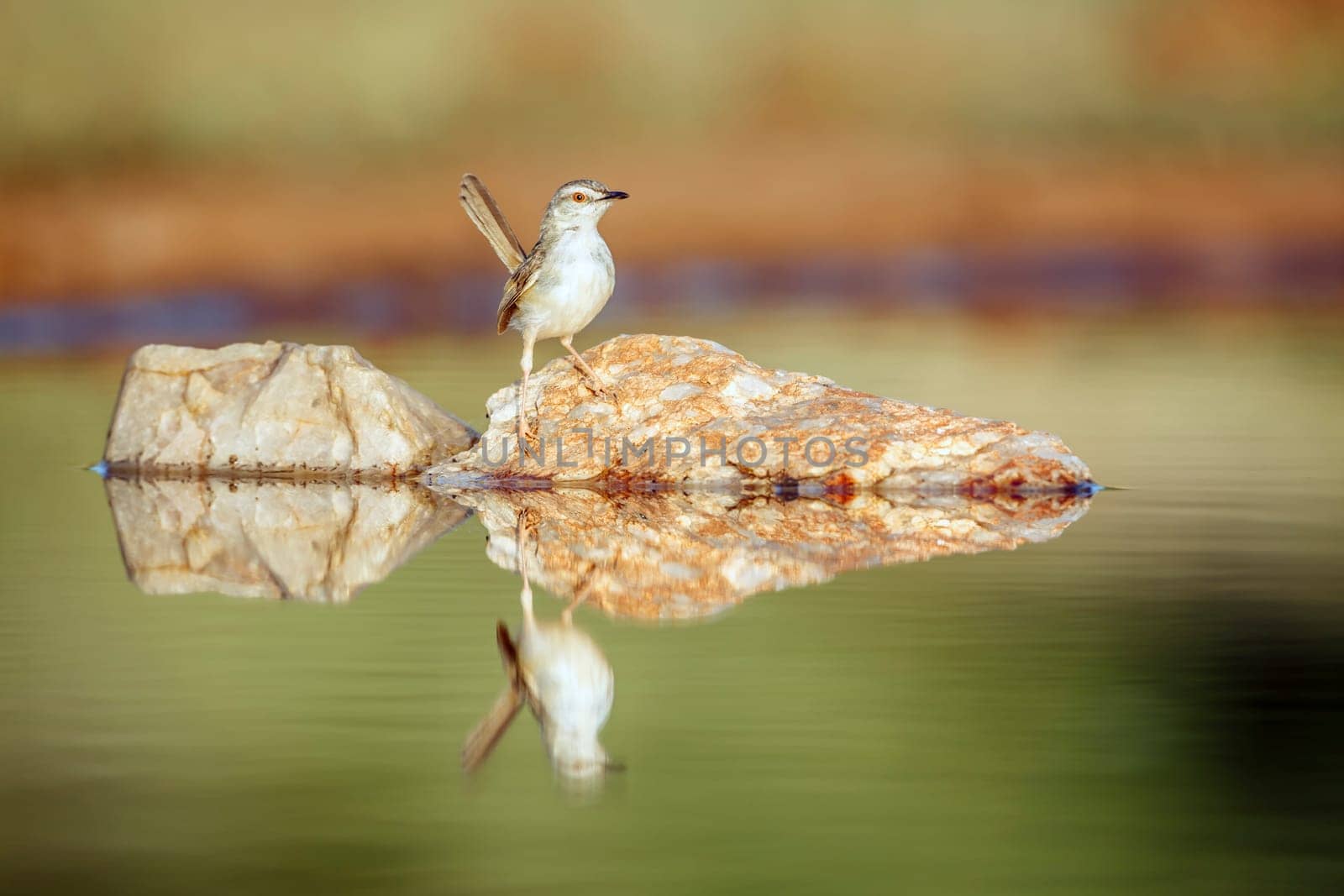 Black chested Prinia standing on rock in middle of water with reflection  in Greater Kruger National park, South Africa ; Specie Prinia flavicans family of Cisticolidae