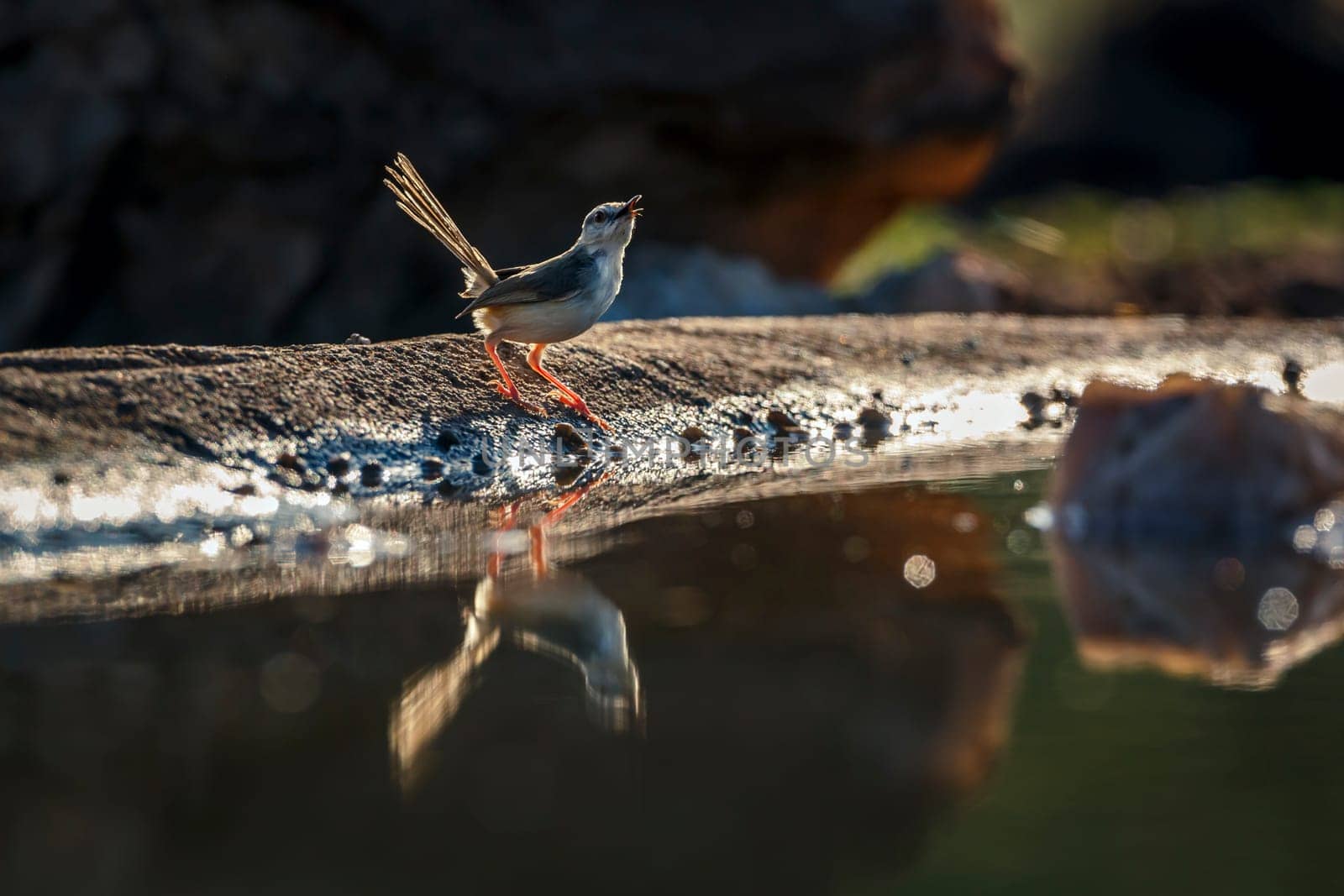 Black chested Prinia backlit along waterhole with reflection in Greater Kruger National park, South Africa ; Specie Prinia flavicans family of Cisticolidae