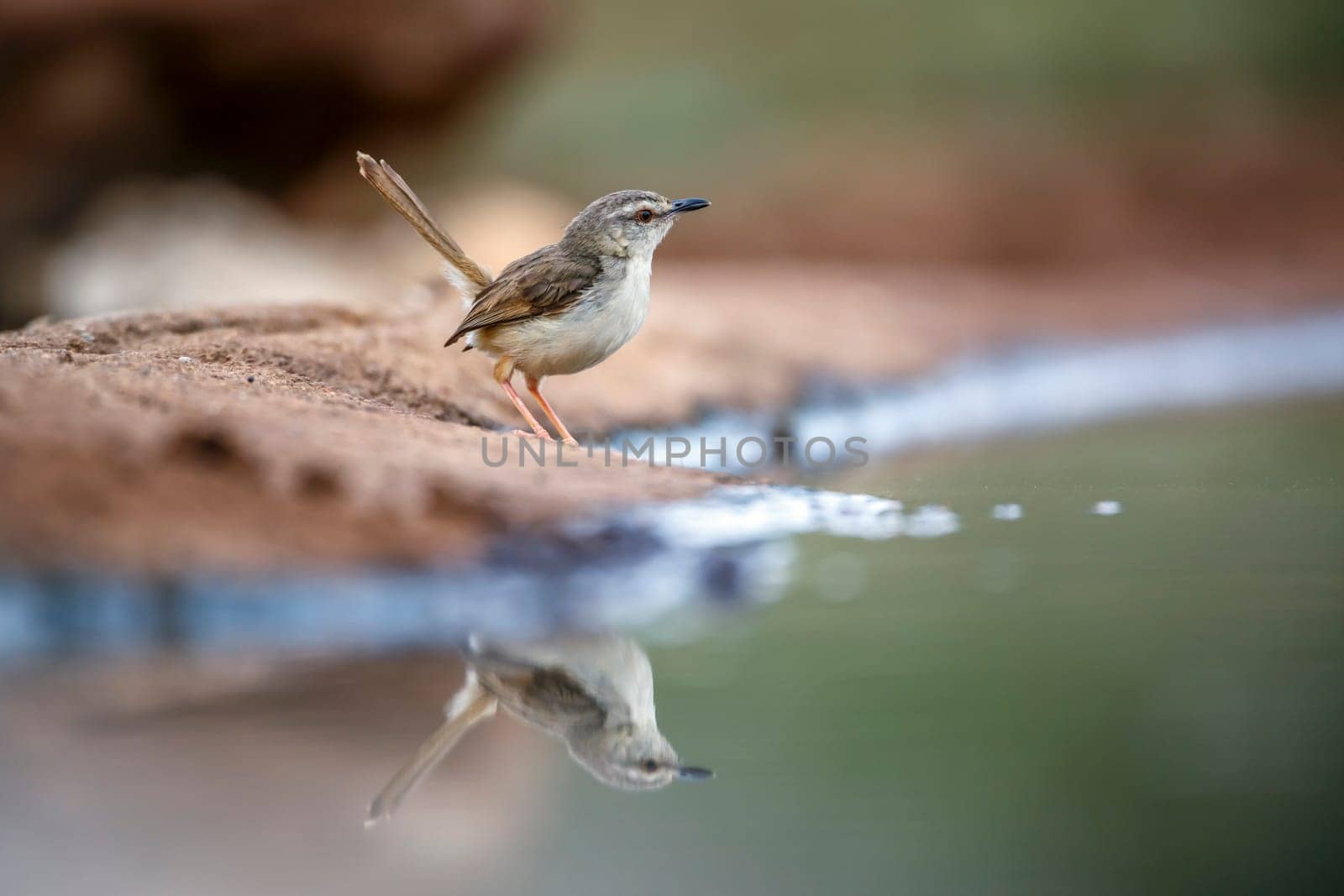 Black chested Prinia along waterhole with reflection in Greater Kruger National park, South Africa ; Specie Prinia flavicans family of Cisticolidae
