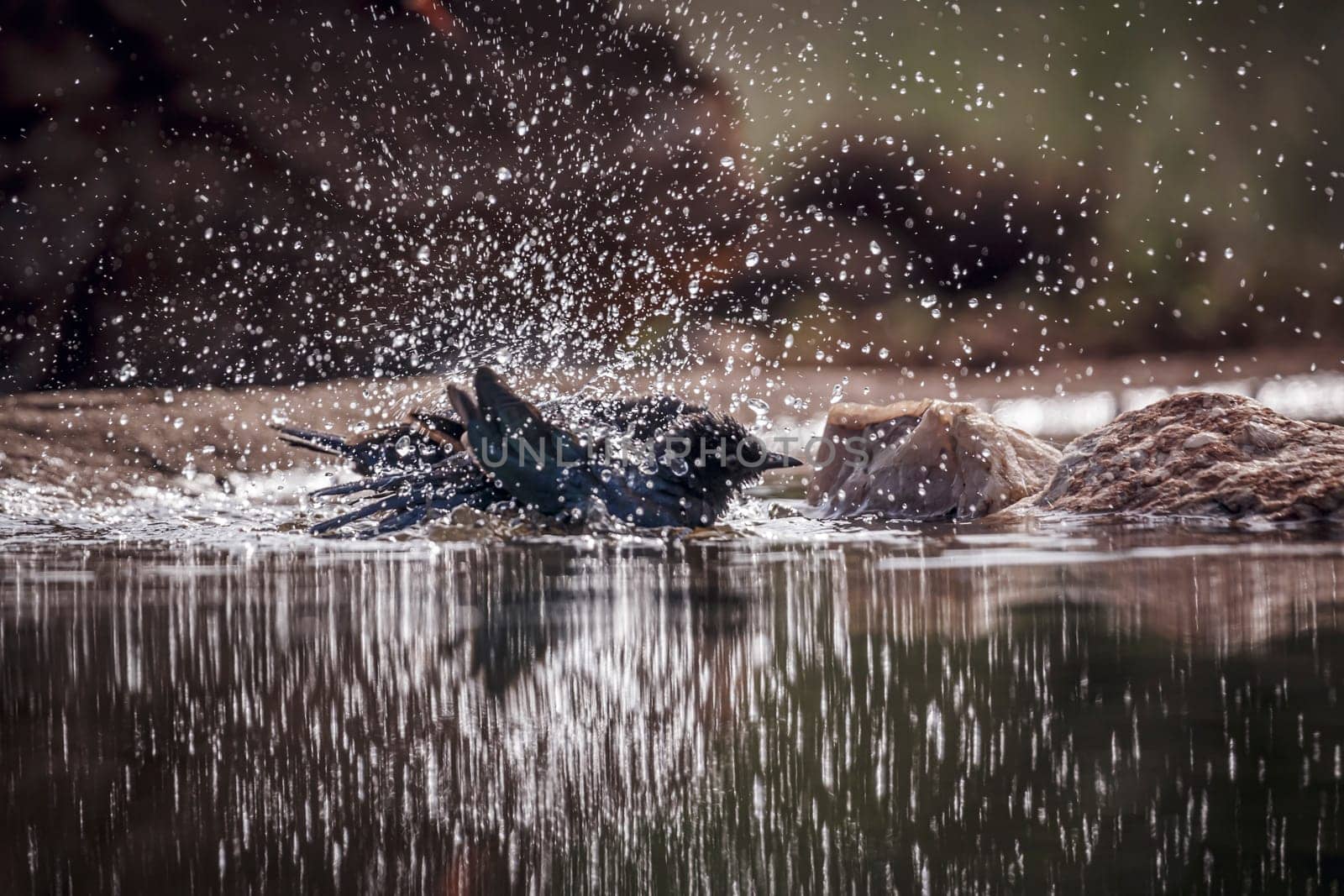 Cape Glossy Starling bathing and grooming in waterhole in Greater Kruger National park, South Africa ; Specie Lamprotornis nitens family of Sturnidae