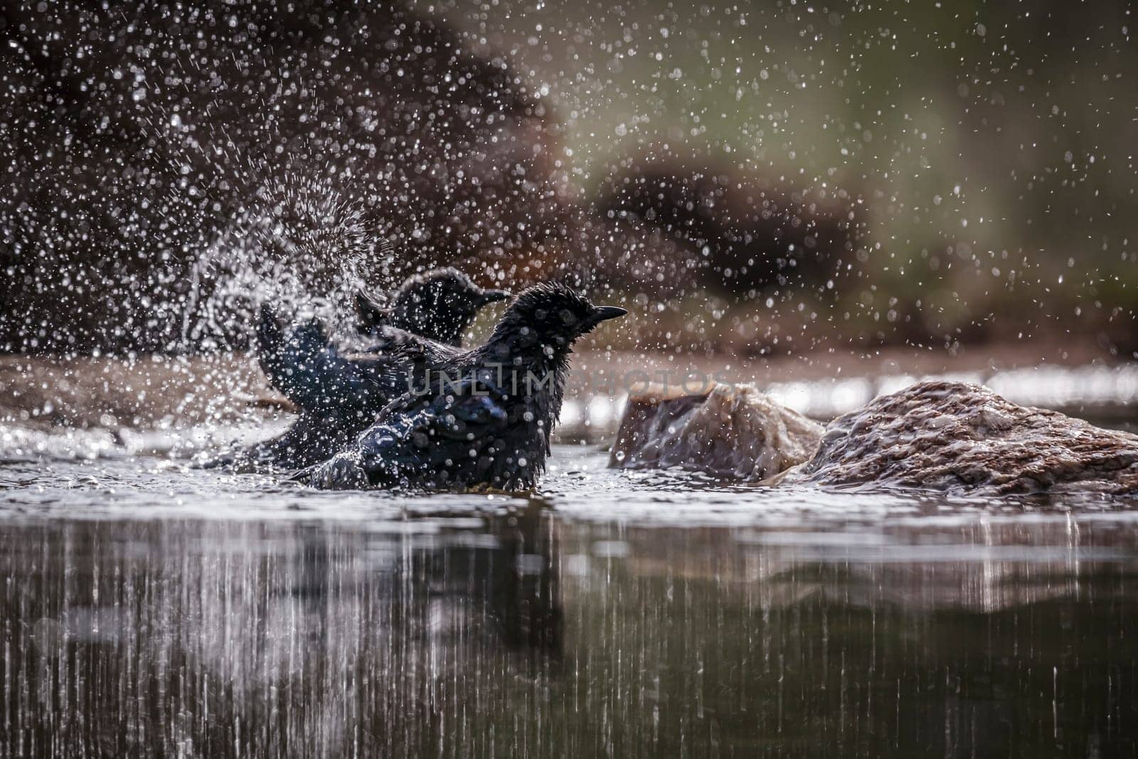 Two Cape Glossy Starling bathing and grooming in waterhole in Greater Kruger National park, South Africa ; Specie Lamprotornis nitens family of Sturnidae