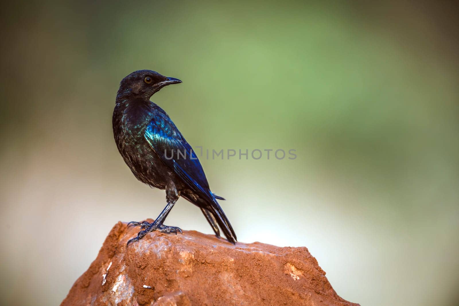 Cape Glossy Starling juvenile standing on a rock isolated in blur backgrround in Greater Kruger National park, South Africa ; Specie Lamprotornis nitens family of Sturnidae