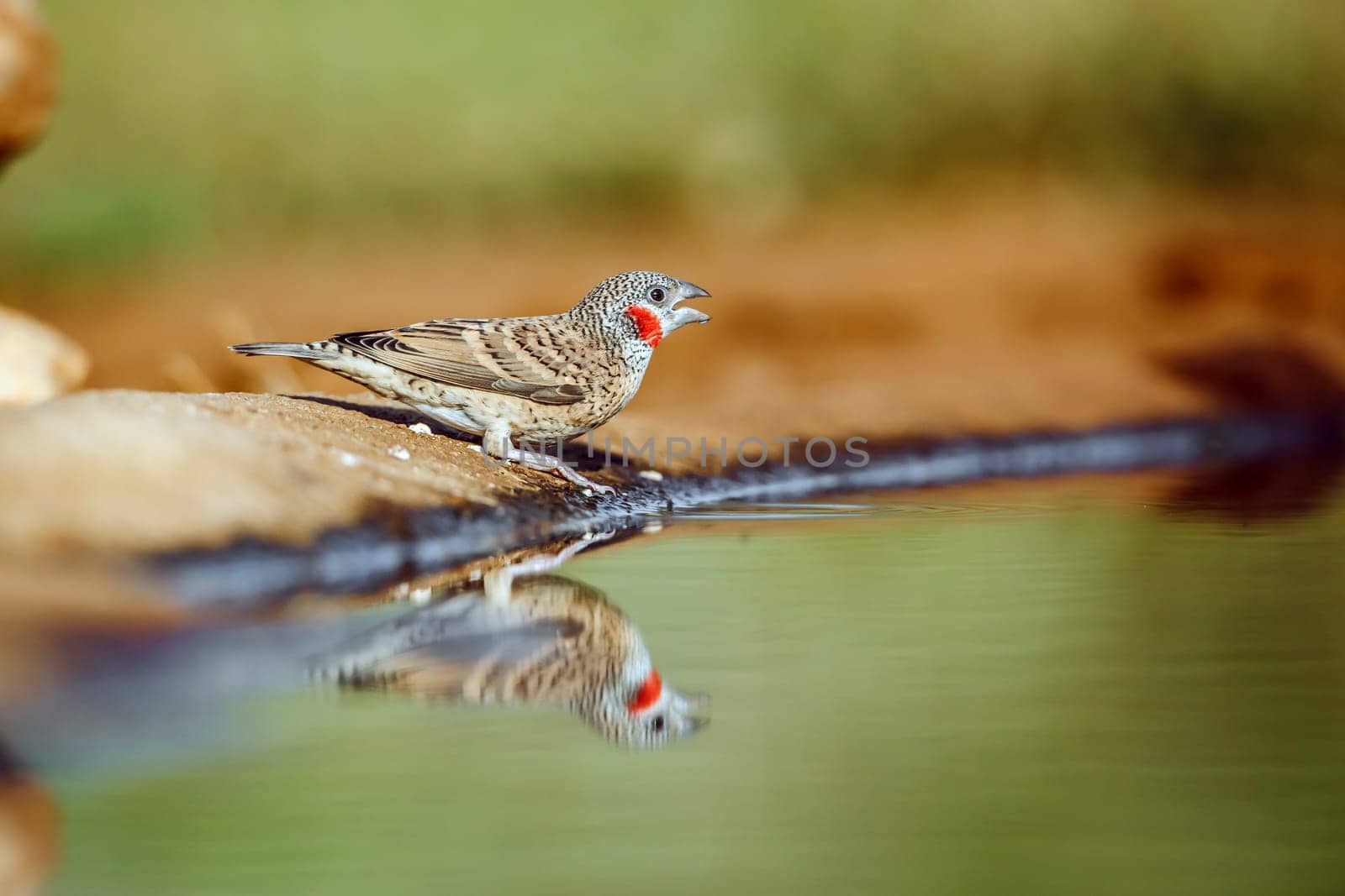 Cut throat finch male standing along waterhole with reflection in Greater Kruger National park, South Africa ; Specie Amadina fasciata family of Estrildidae