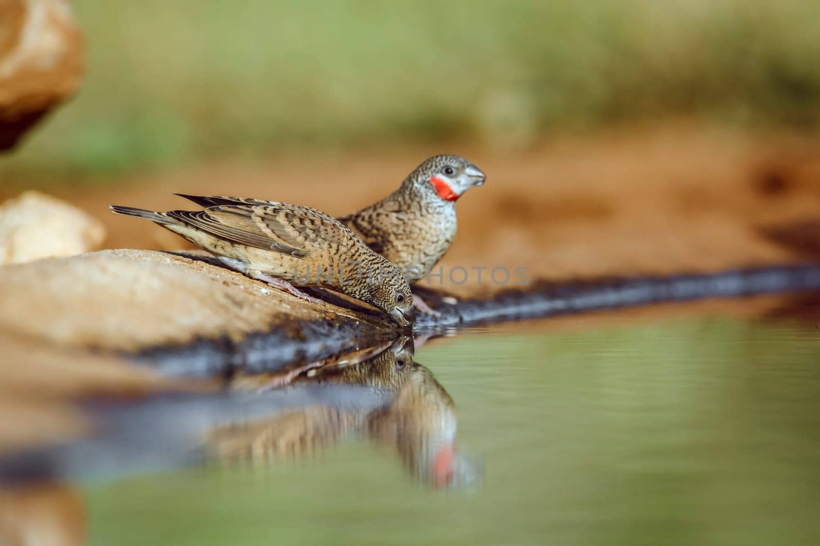 Cut throat finch couple drinking at waterhole in Greater Kruger National park, South Africa ; Specie Amadina fasciata family of Estrildidae