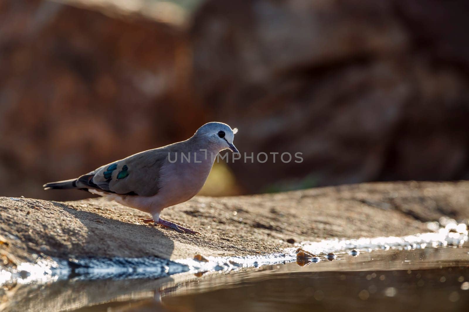 Emerald spotted Wood-Dove along waterhole  in Greater Kruger National park, South Africa ; Specie Turtur chalcospilos family of Columbidae