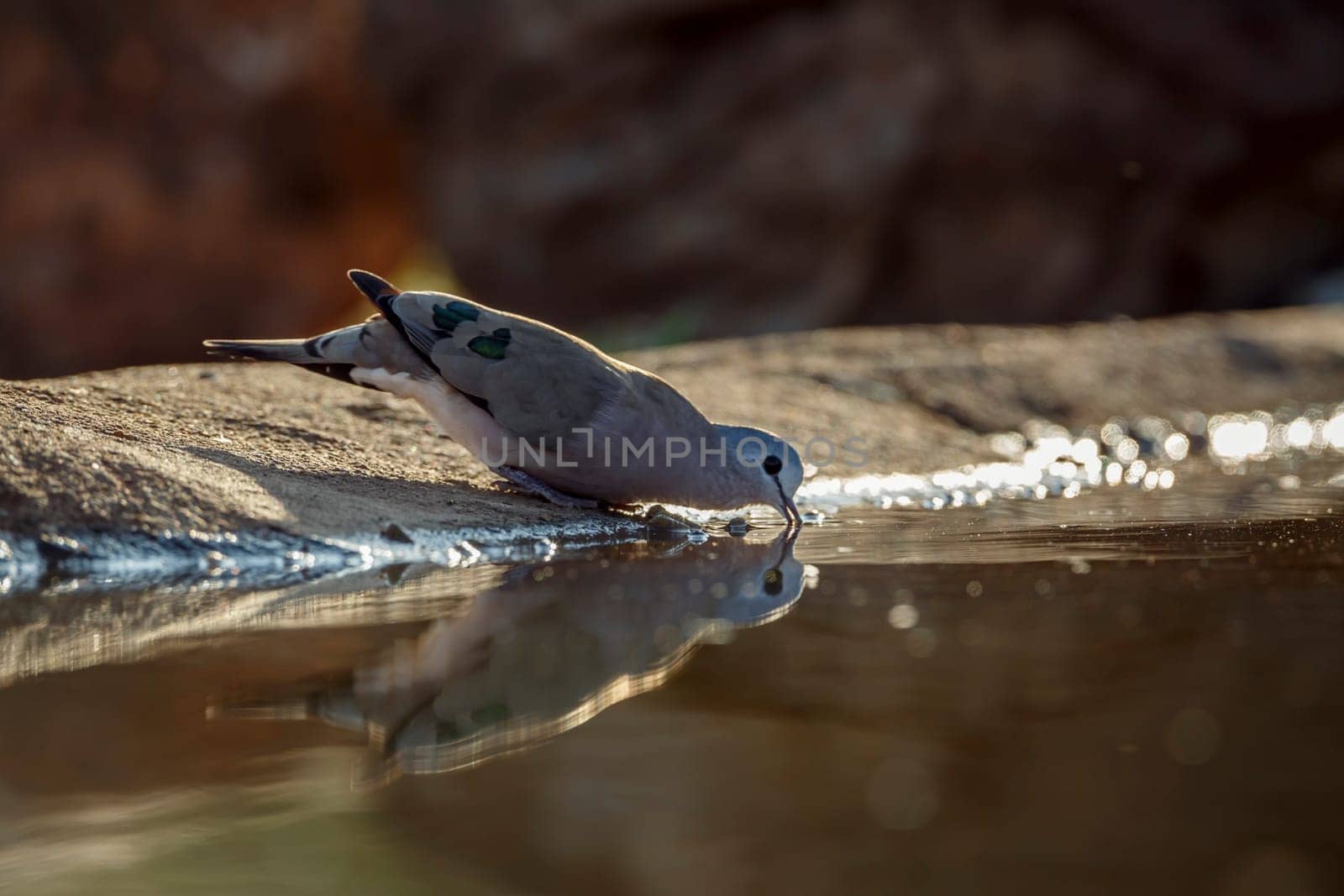 Emerald spotted Wood-Dove  drinking in waterhole with reflection in Greater Kruger National park, South Africa ; Specie Turtur chalcospilos family of Columbidae
