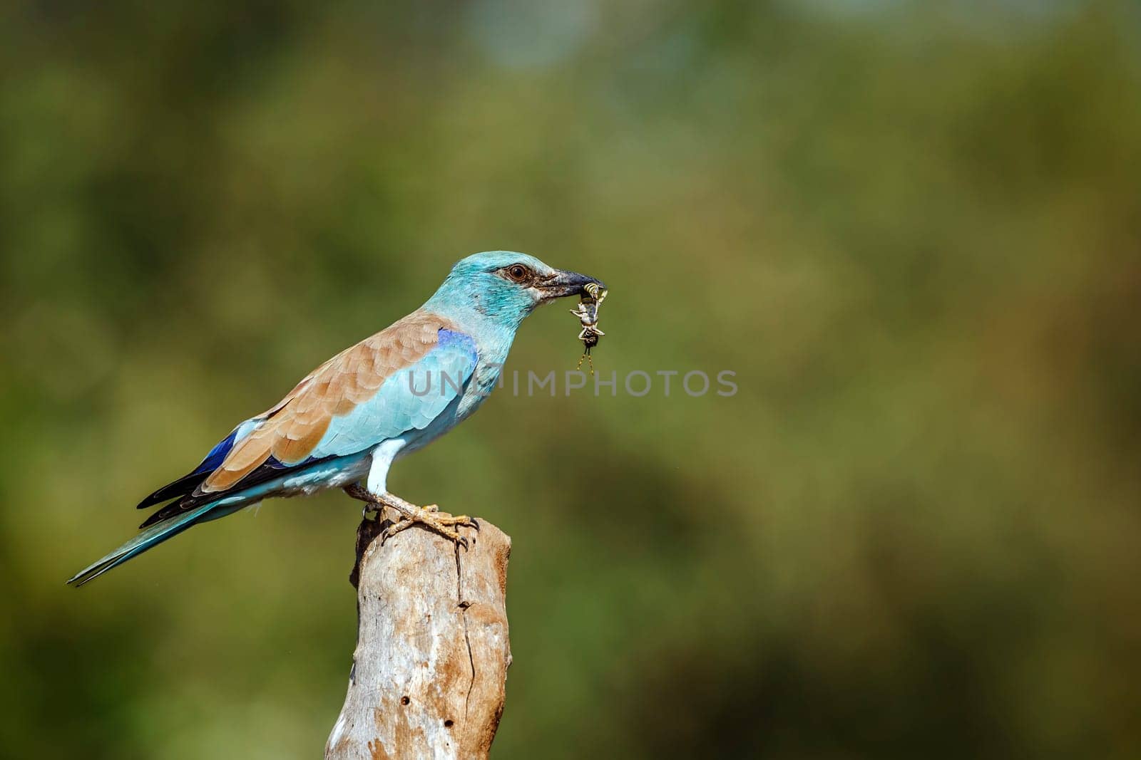 European Roller standing on a pole with prey  in Greater Kruger National park, South Africa ; Specie Coracias garrulus family of Coraciidae