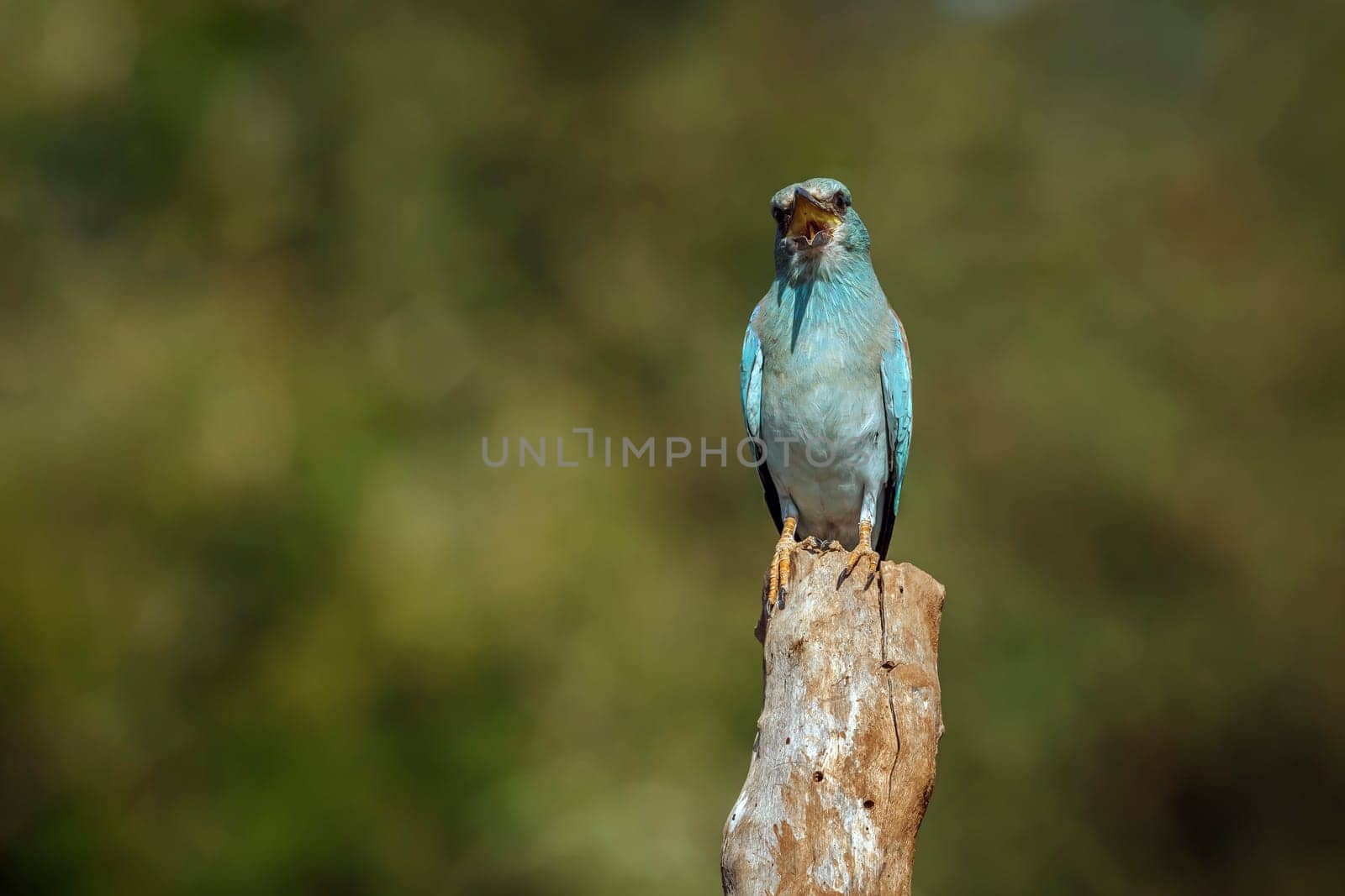 European Roller standing on a pole beak open in Greater Kruger National park, South Africa ; Specie Coracias garrulus family of Coraciidae