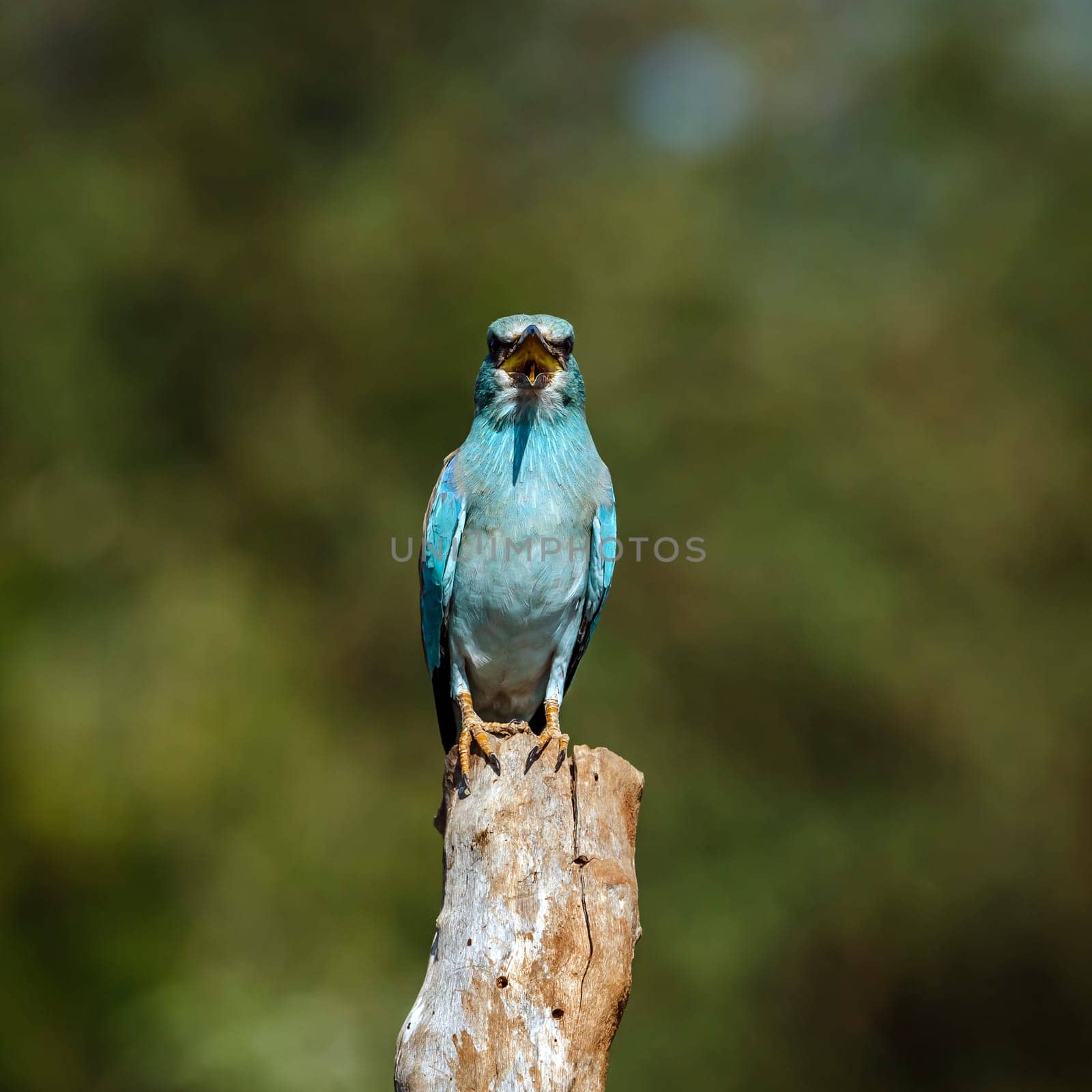 European Roller standing on a pole beak open front view in Greater Kruger National park, South Africa ; Specie Coracias garrulus family of Coraciidae