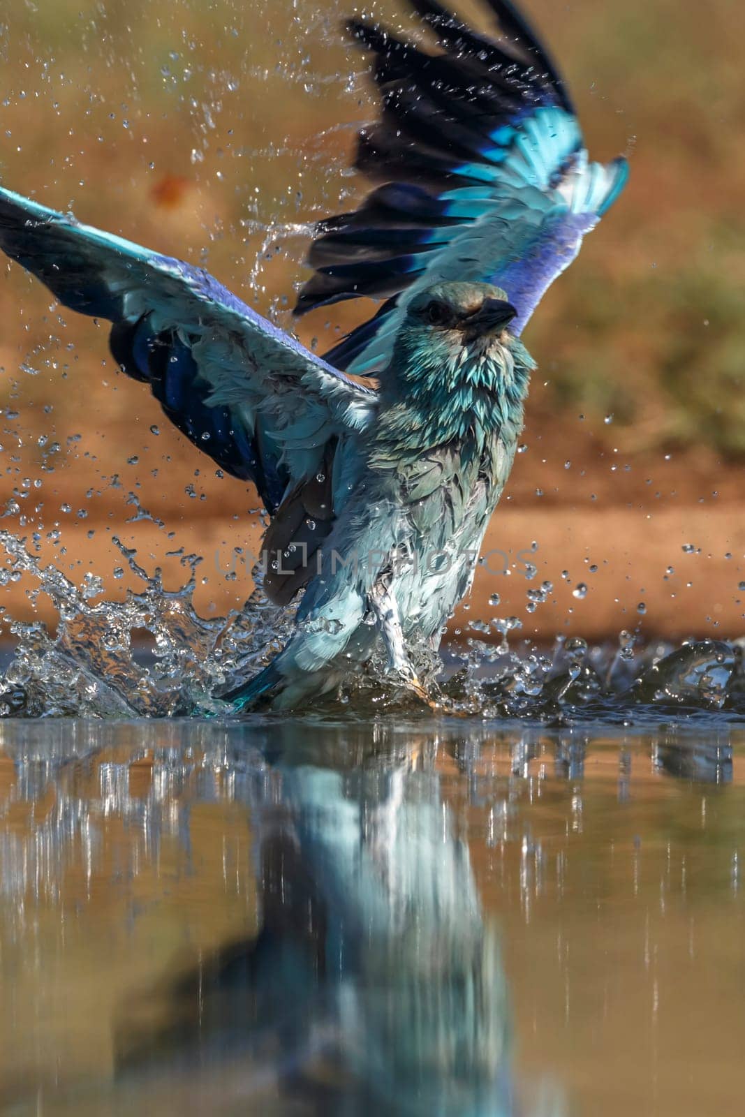 European Roller taking off  from water splashing in Greater Kruger National park, South Africa ; Specie Coracias garrulus family of Coraciidae