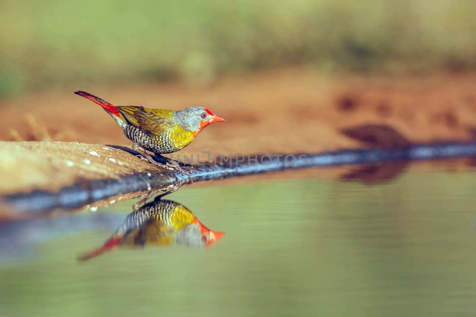 Green winged Pytilia male drinking in waterhole with reflection in Greater Kruger National park, South Africa ; Specie Pytilia melba family of Estrildidae