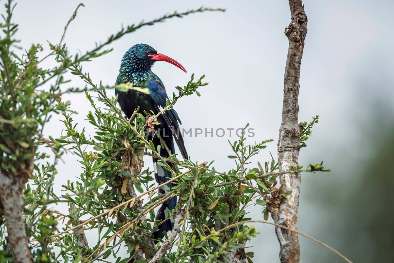 Green wood hoopoe standing in a bush isolated in white in Greater Kruger National park, South Africa ; Specie  Phoeniculus purpureus family of Phoeniculidae 