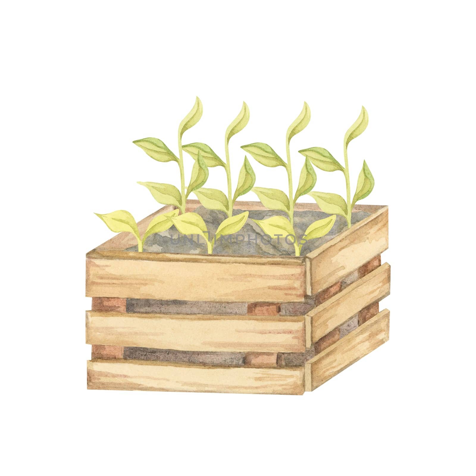 A wooden box filled with vibrant green seedlings is showcased in this watercolor clipart. Perfect for eco-friendly product packaging, gardening designs, or digital illustrations with a nature focus