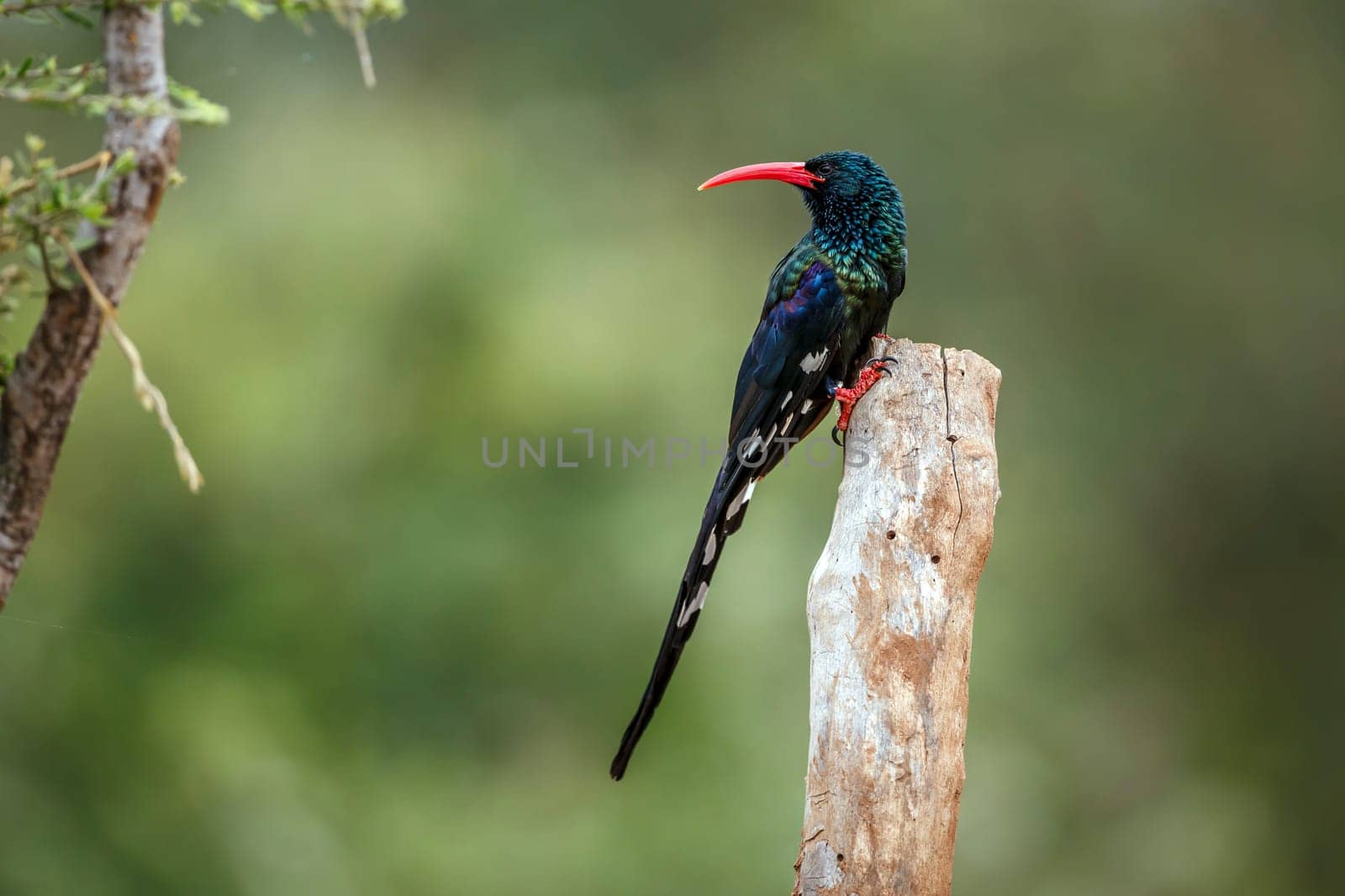 Green wood hoopoe standing on a pole isolated in blur background in Greater Kruger National park, South Africa ; Specie  Phoeniculus purpureus family of Phoeniculidae 