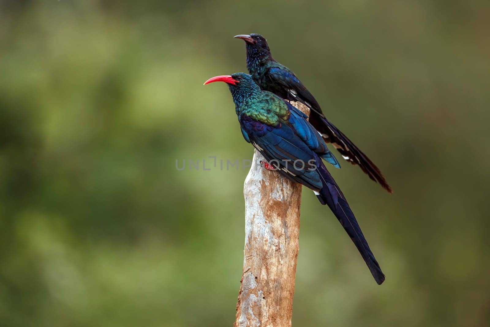 Two Green wood hoopoe standing on a branch isolated in blur background in Greater Kruger National park, South Africa ; Specie  Phoeniculus purpureus family of Phoeniculidae 