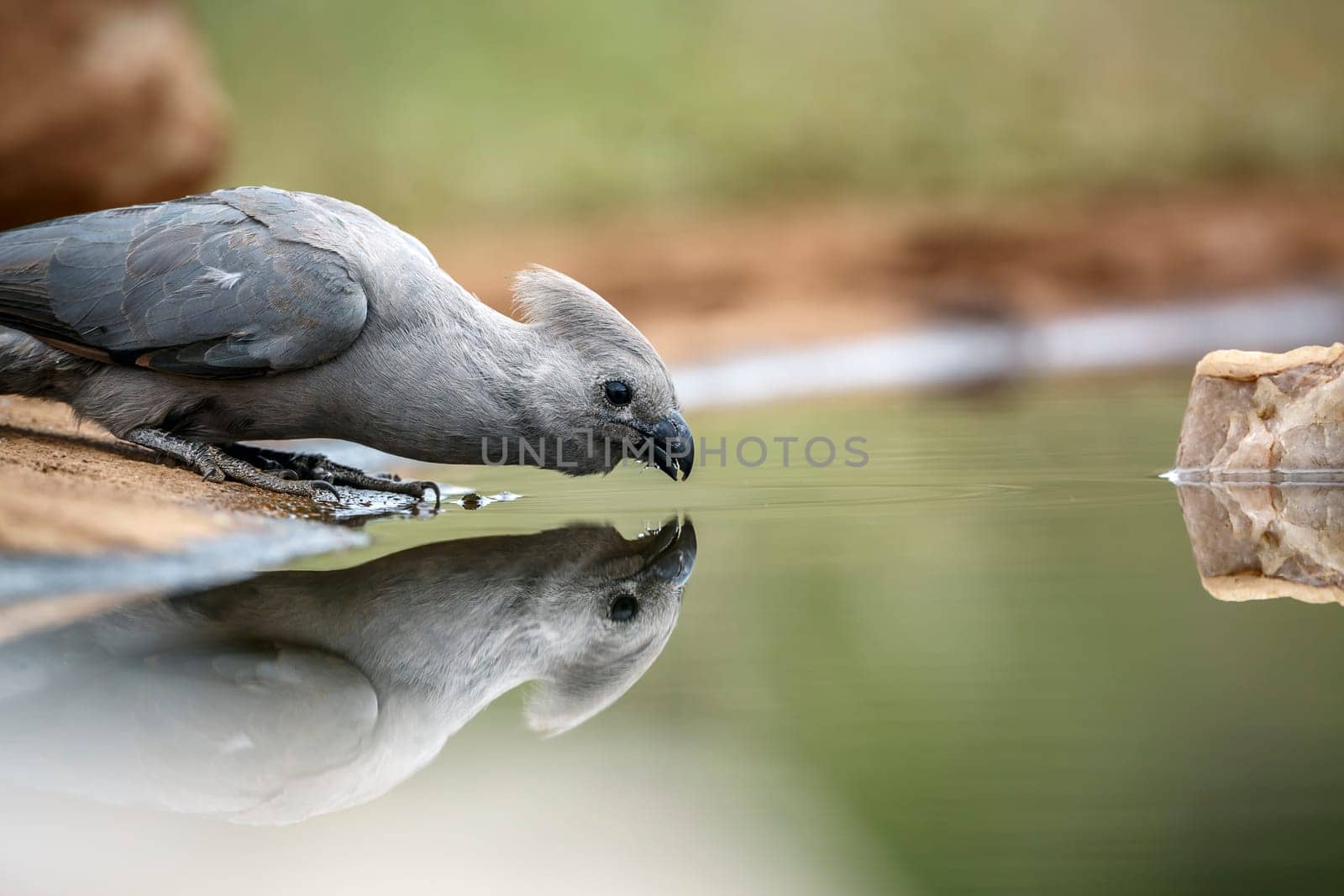 Grey go away bird drinking in waterhole with refflection  in Kruger National park, South Africa ; Specie Corythaixoides concolor family of Musophagidae 