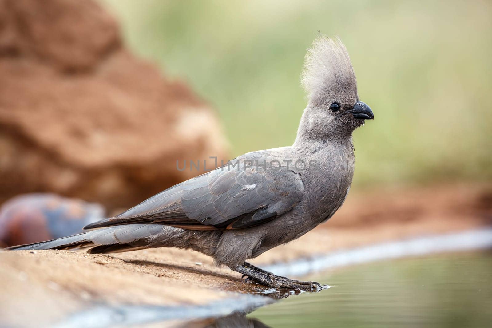 Grey go away bird standing along waterhole crest open  in Kruger National park, South Africa ; Specie Corythaixoides concolor family of Musophagidae 