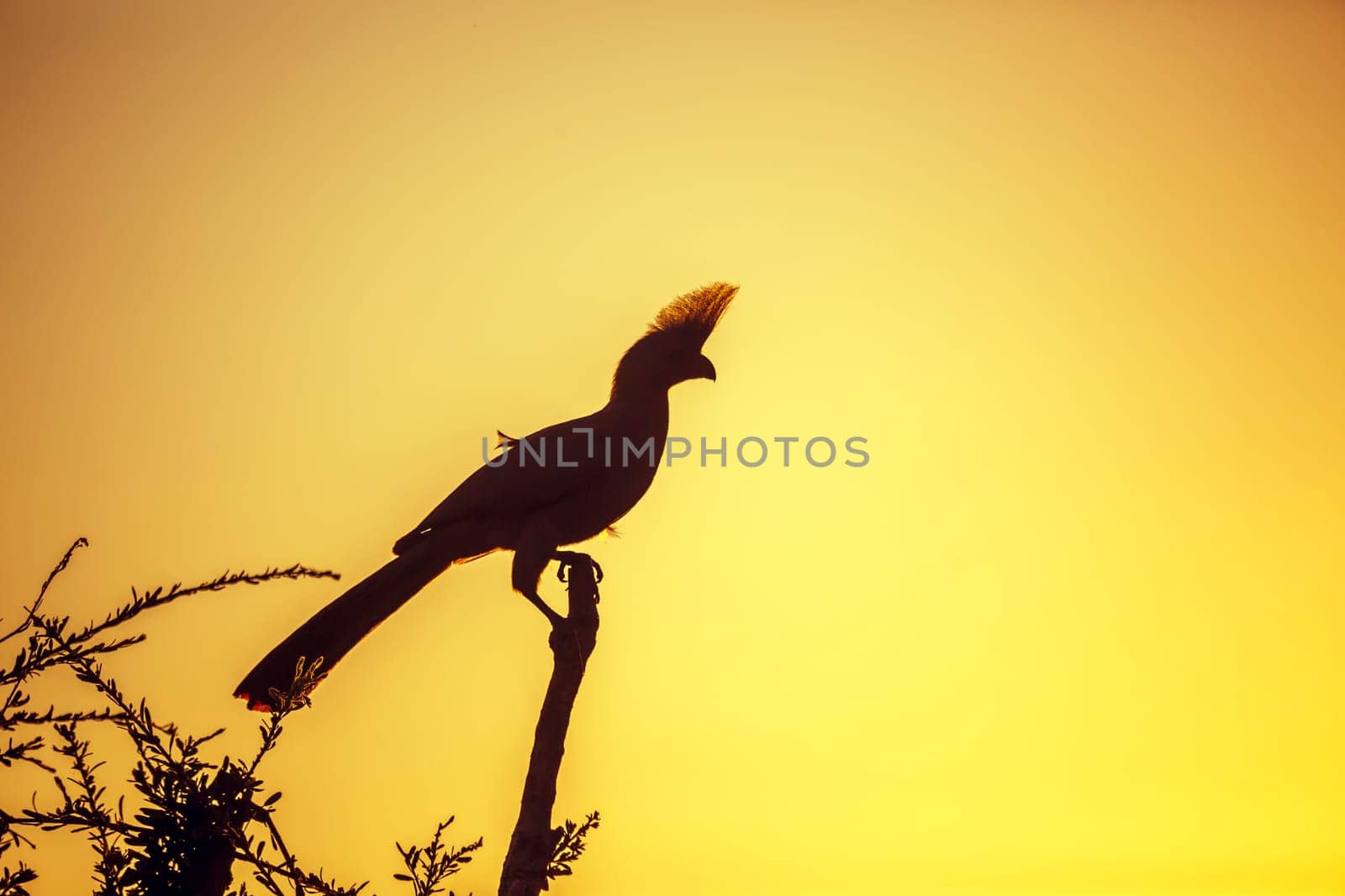 Silhouette of Grey go away bird at sunset in Kruger National park, South Africa ; Specie Corythaixoides concolor family of Musophagidae 