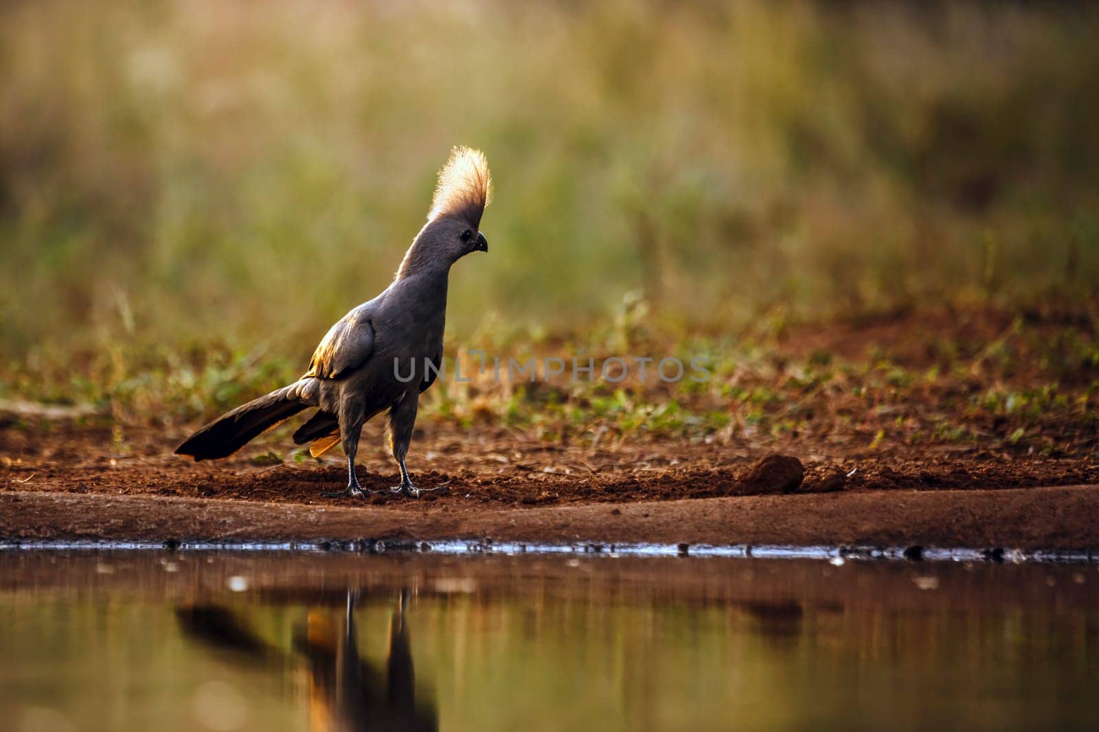 Grey go away bird backlit along waterhole in Kruger National park, South Africa ; Specie Corythaixoides concolor family of Musophagidae 