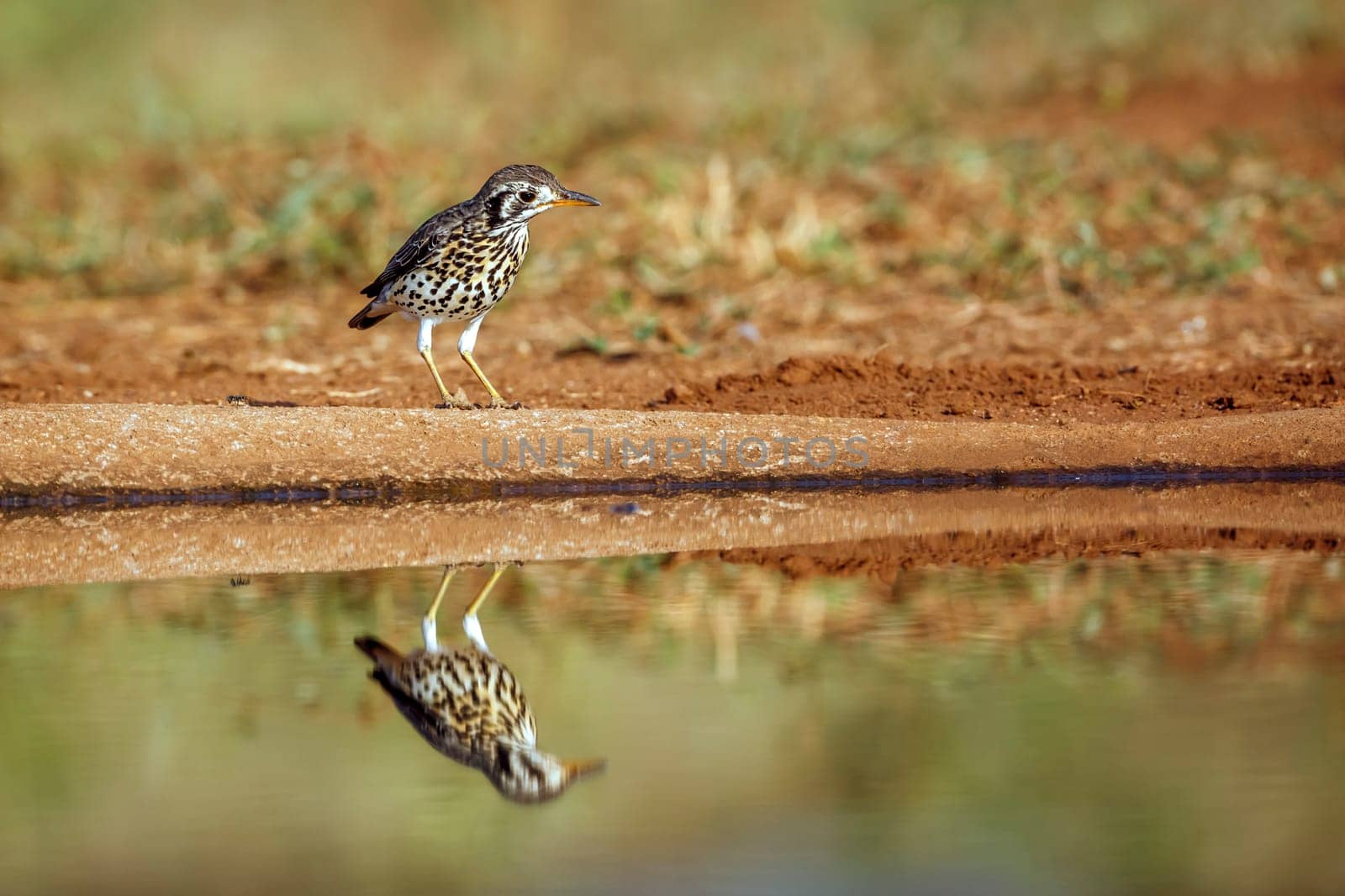 Groundscraper Thrush along waterhole with reflection in Kruger National park, South Africa ; Specie Turdus litsitsirupa family of  Turdidae