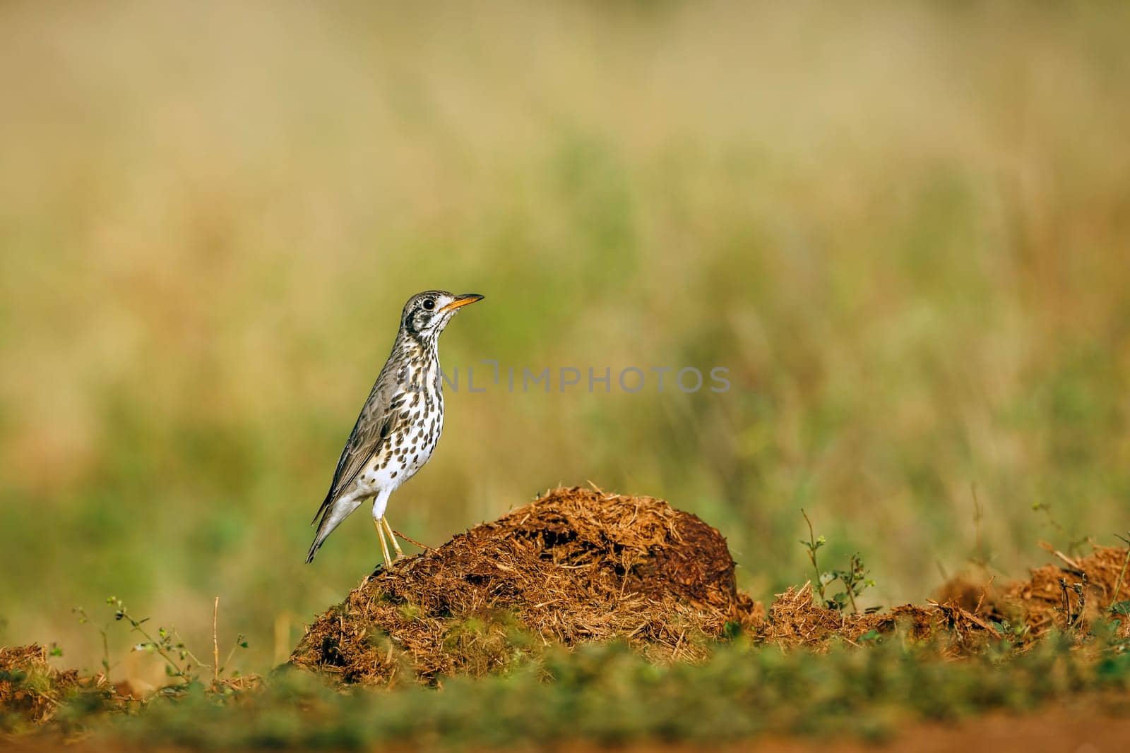 Groundscraper Thrush standing on a dung ground level  in Kruger National park, South Africa ; Specie Turdus litsitsirupa family of  Turdidae