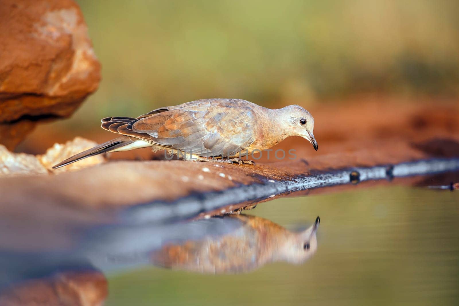 Laughing Dove drinking in waterhole with morning light in Greater Kruger national park, South Africa ; Specie Streptopelia capicola family of Columbidae