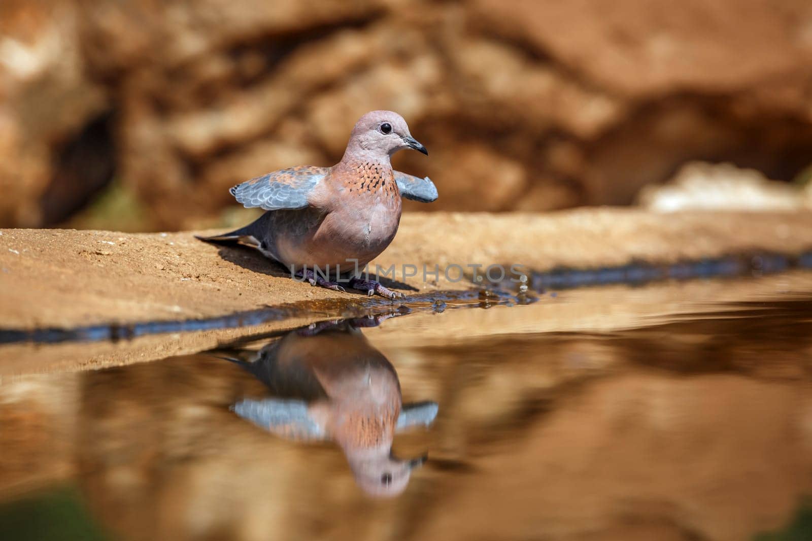 Laughing Dove spreading wings along waterhole with reflection in Greater Kruger National park, South Africa ; Specie Streptopelia senegalensis family of Columbidae